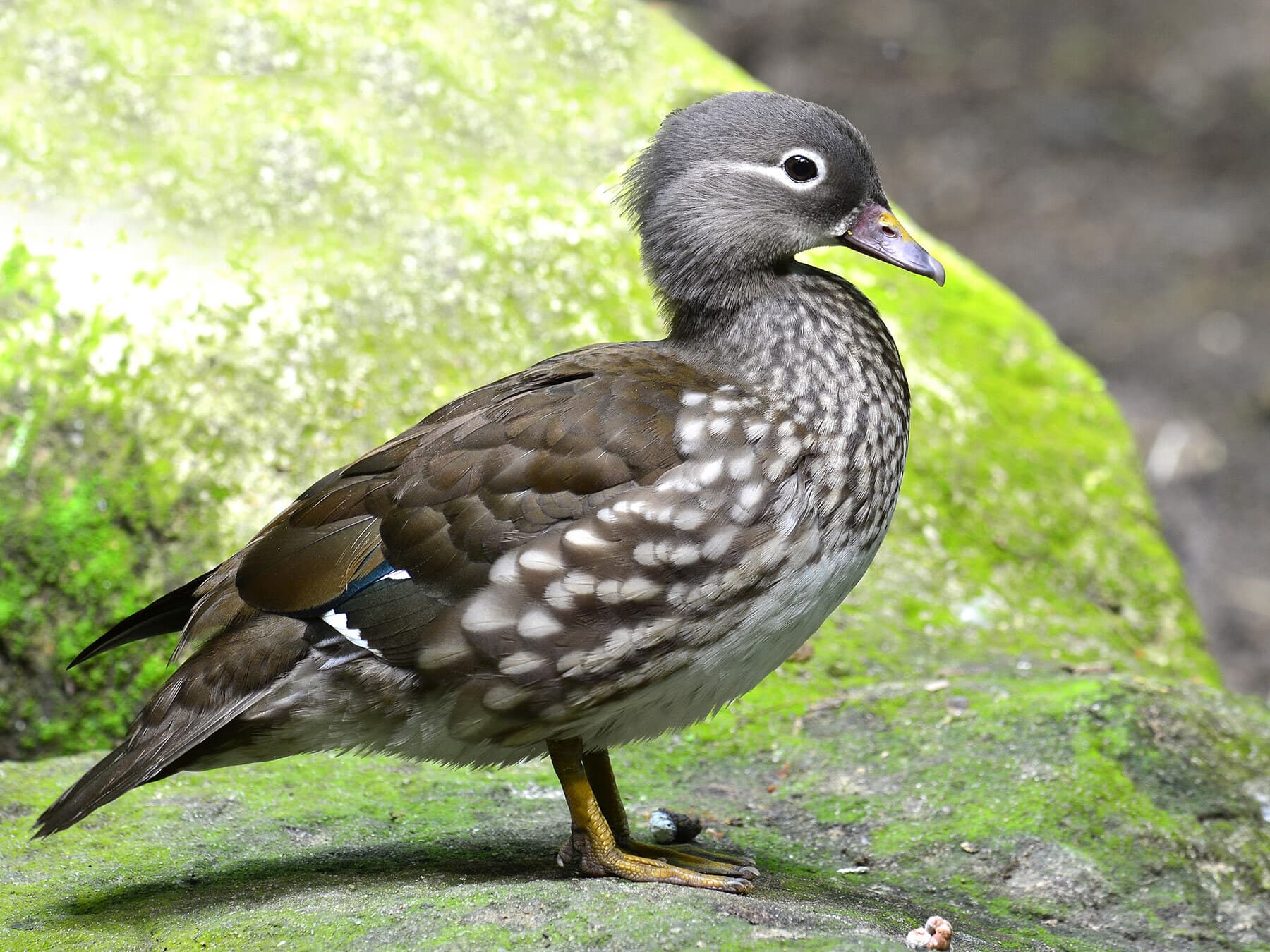 Female mandarin duck