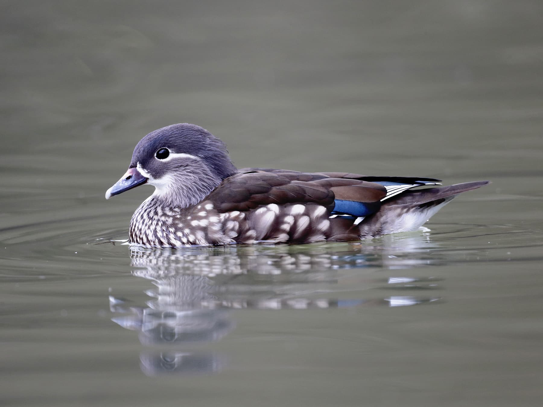 Mandarin Duck Female