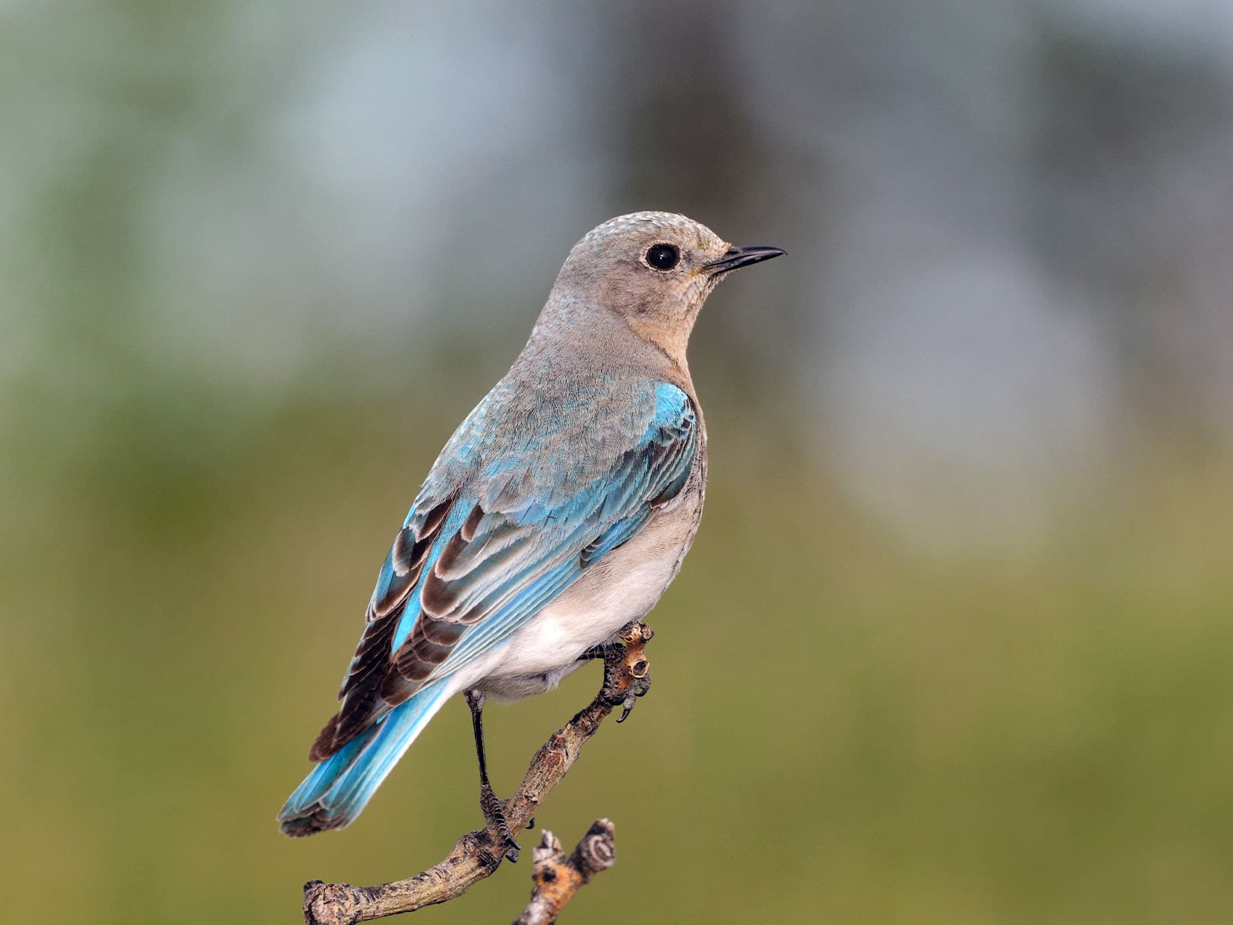 Female Mountain Bluebird