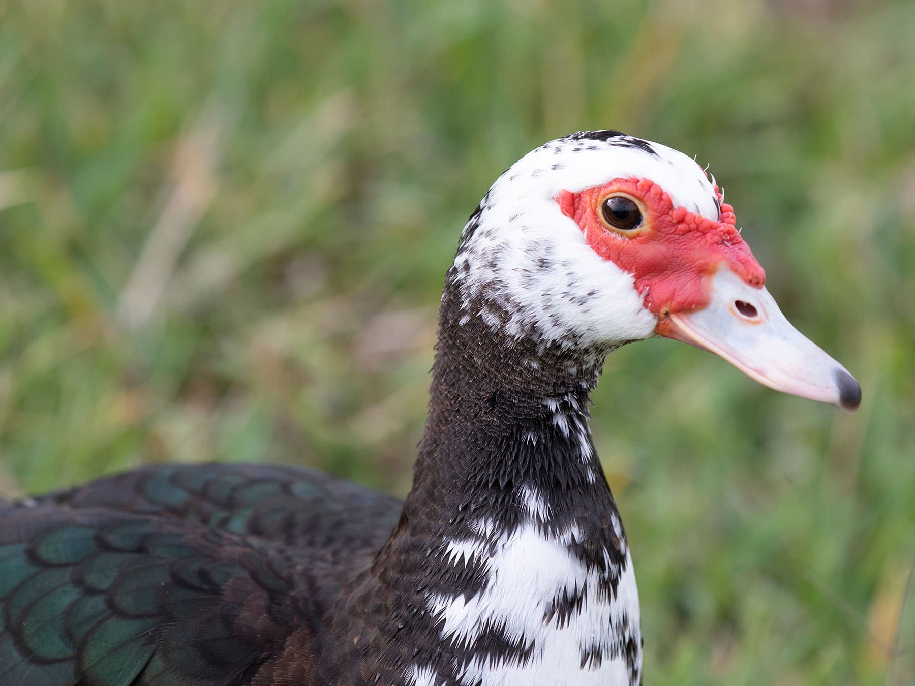 Female muscovy duck close