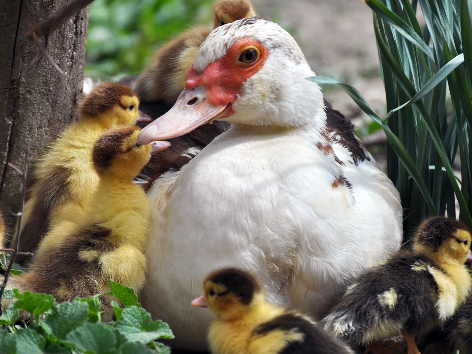 Female muscovy duck with her two day old brood