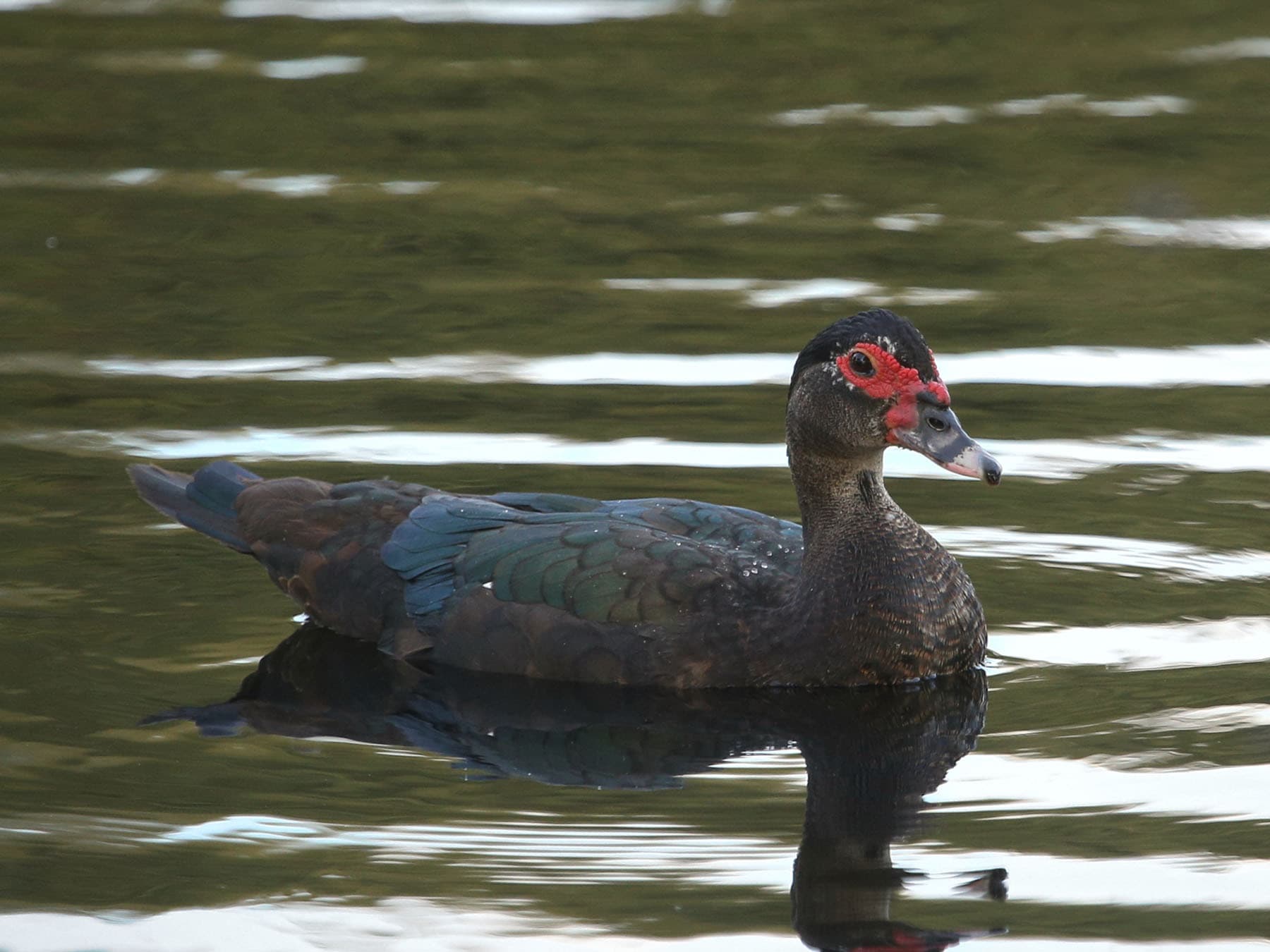 Female muscovy duck