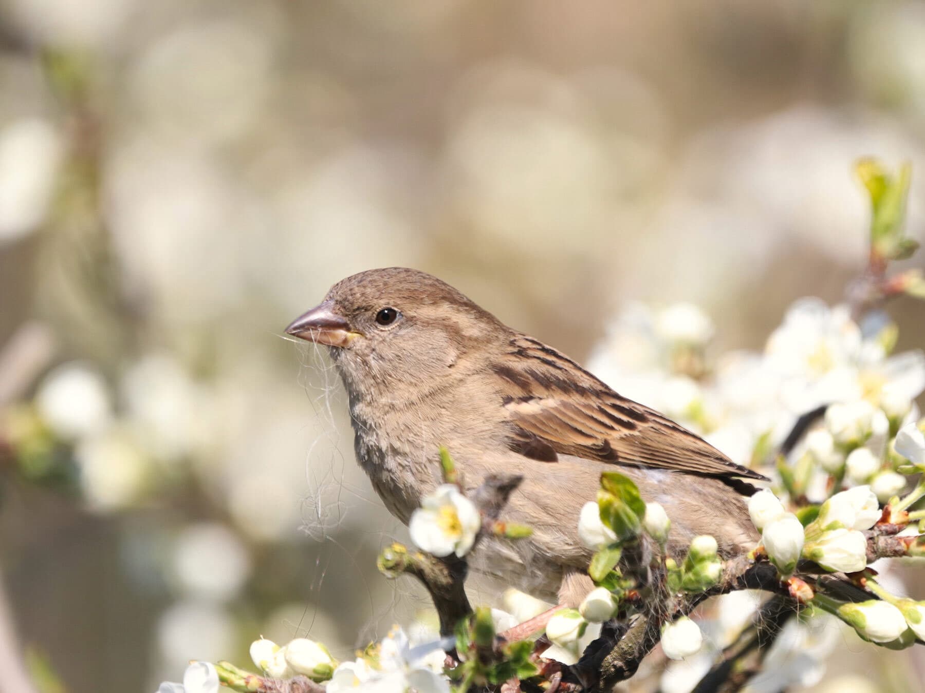 Female nesting house sparrow