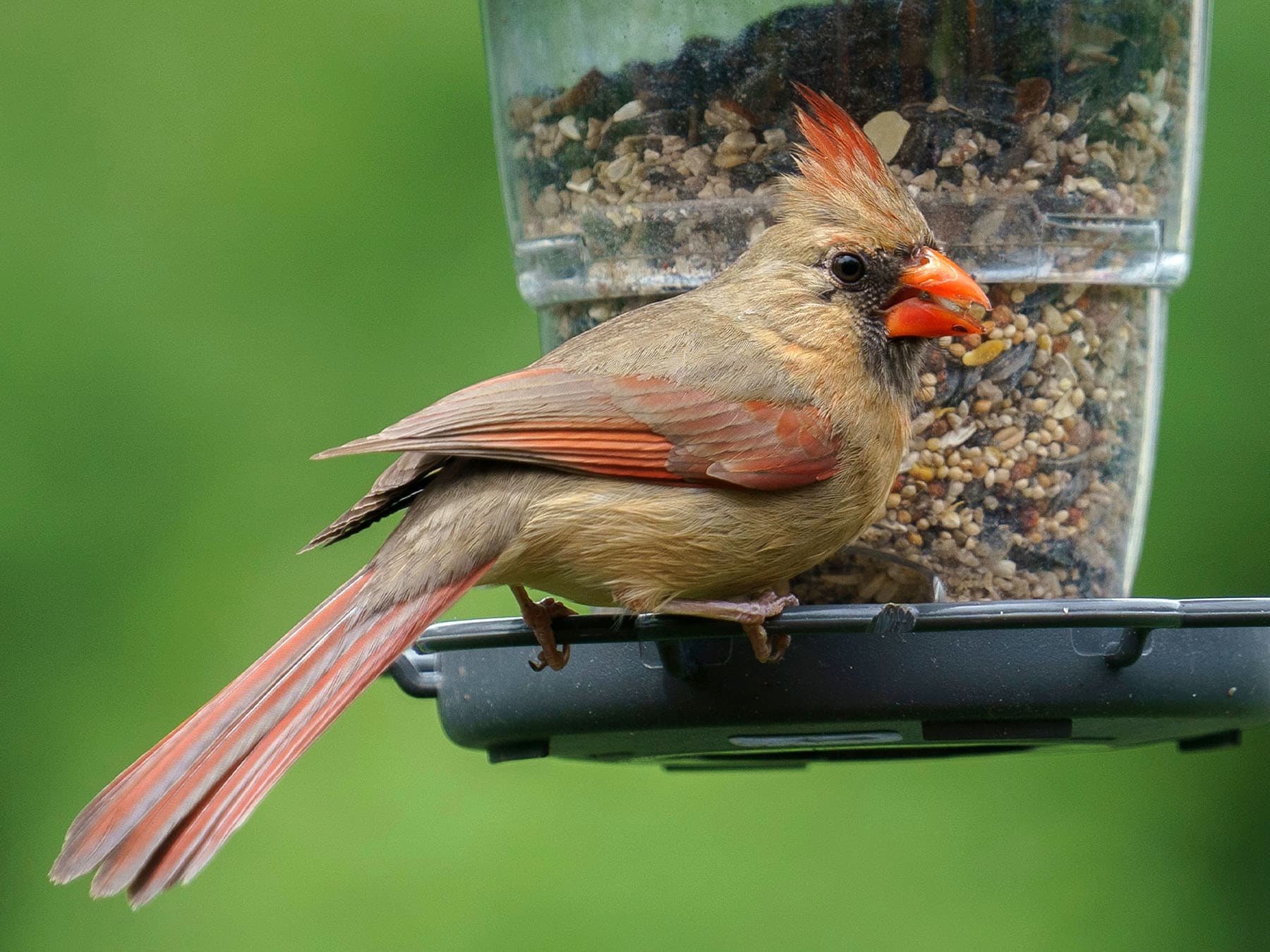 Female norther cardinal feeding at garden feeder