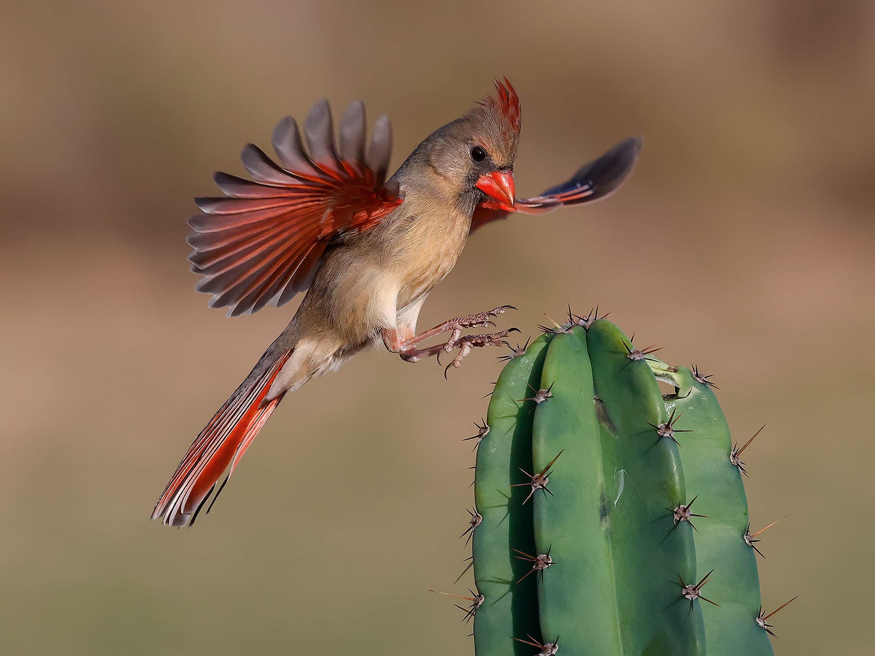 Female northern cardinal texas