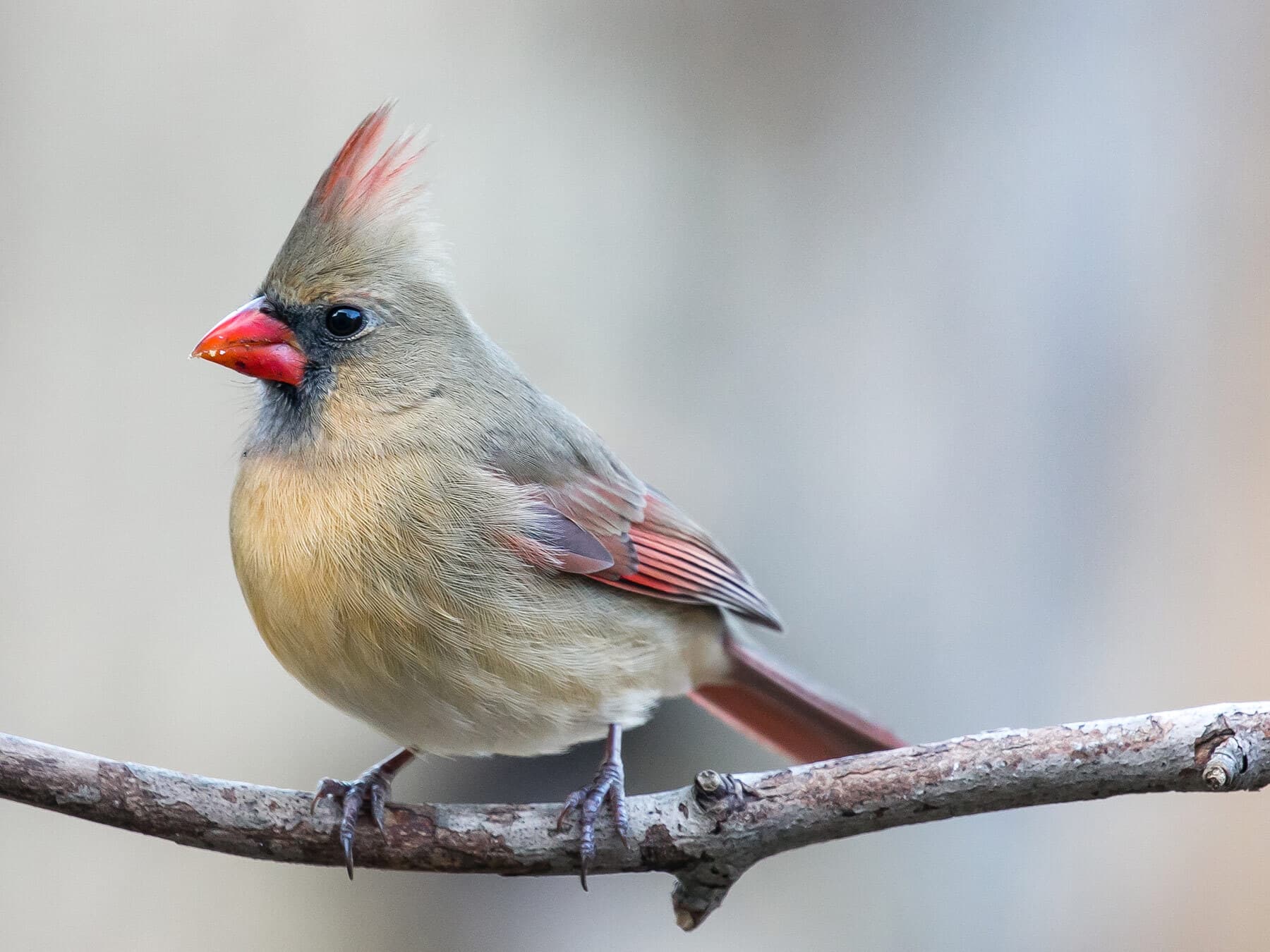 Female northern cardinal