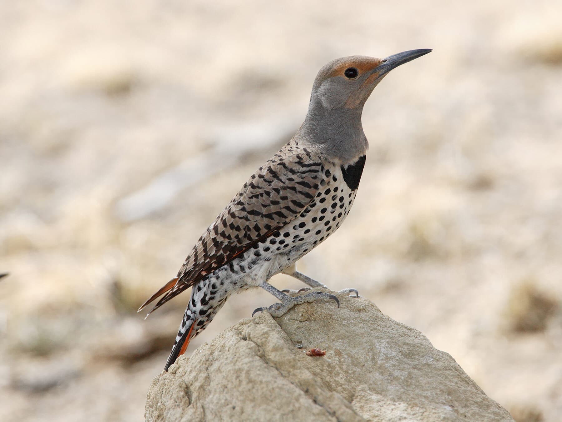 Female northern flicker