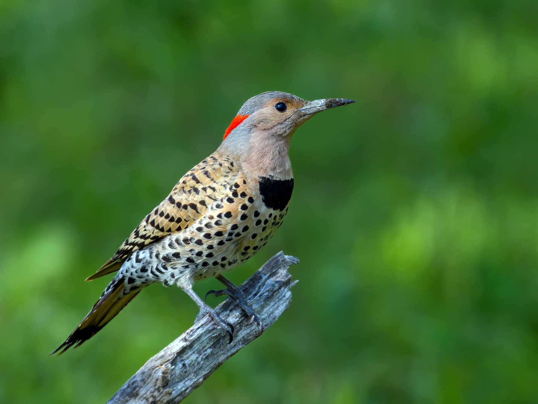 Female Northern Flicker