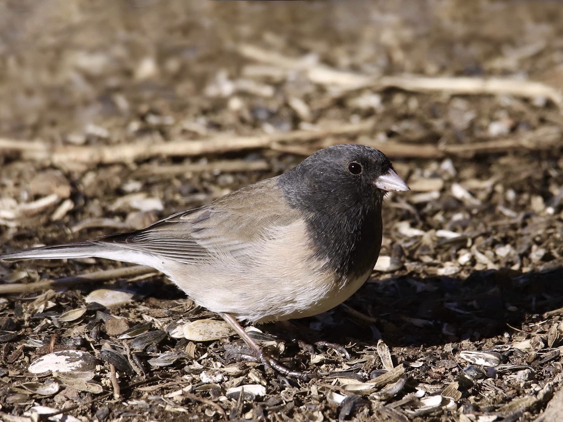 Female oregon dark eyed junco