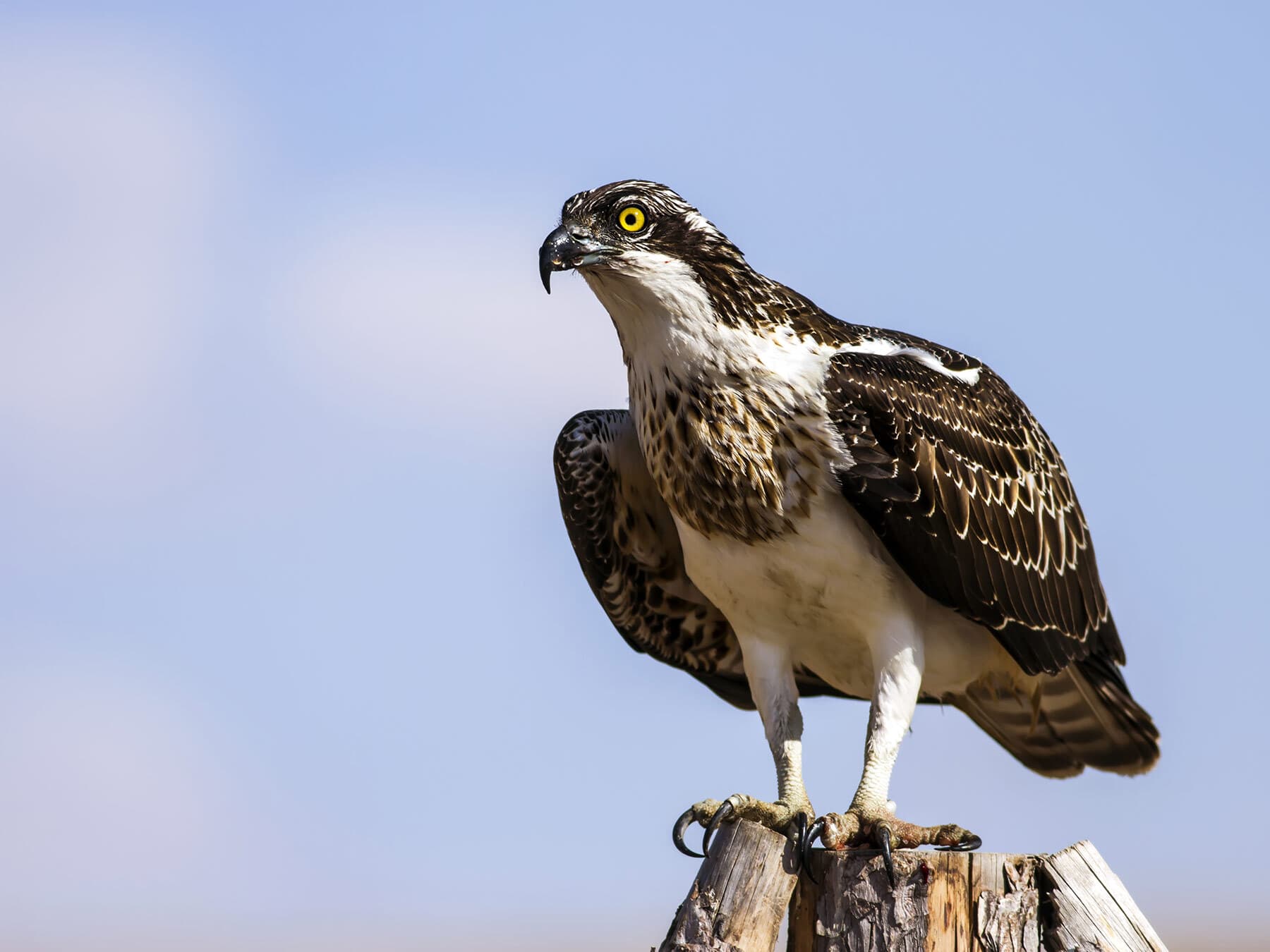 Female osprey