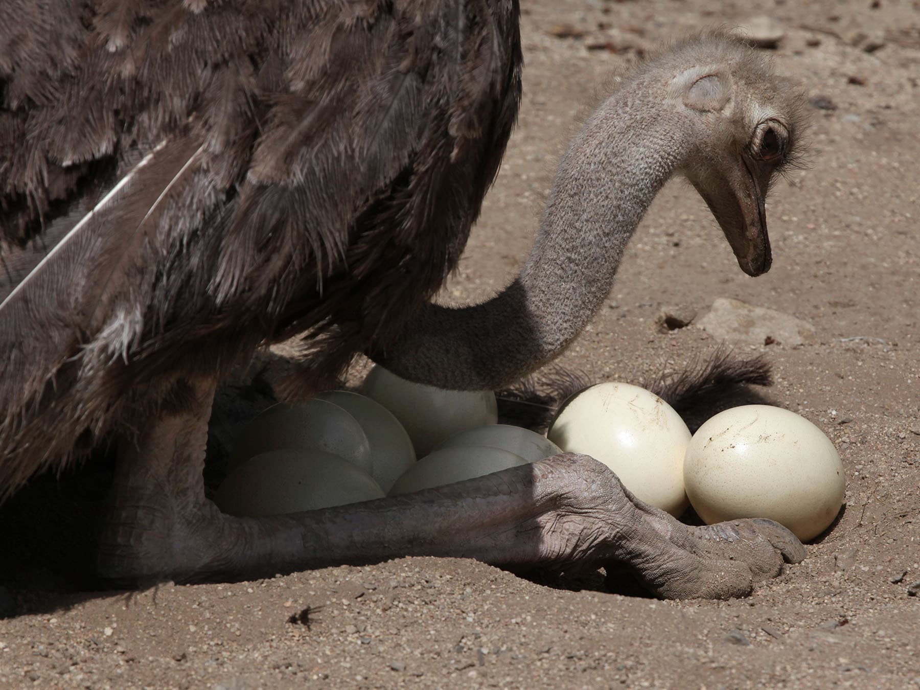 Female ostrich in eggs