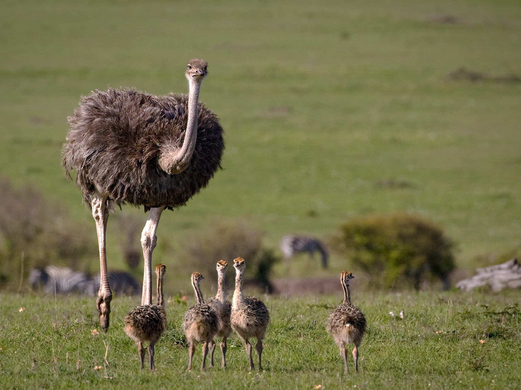 Female ostrich walking with her brood