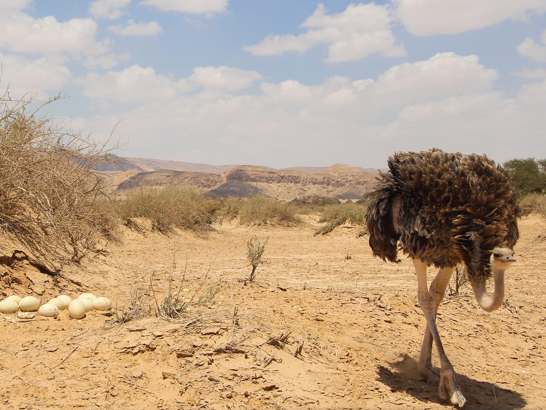 Female ostrich watching nest