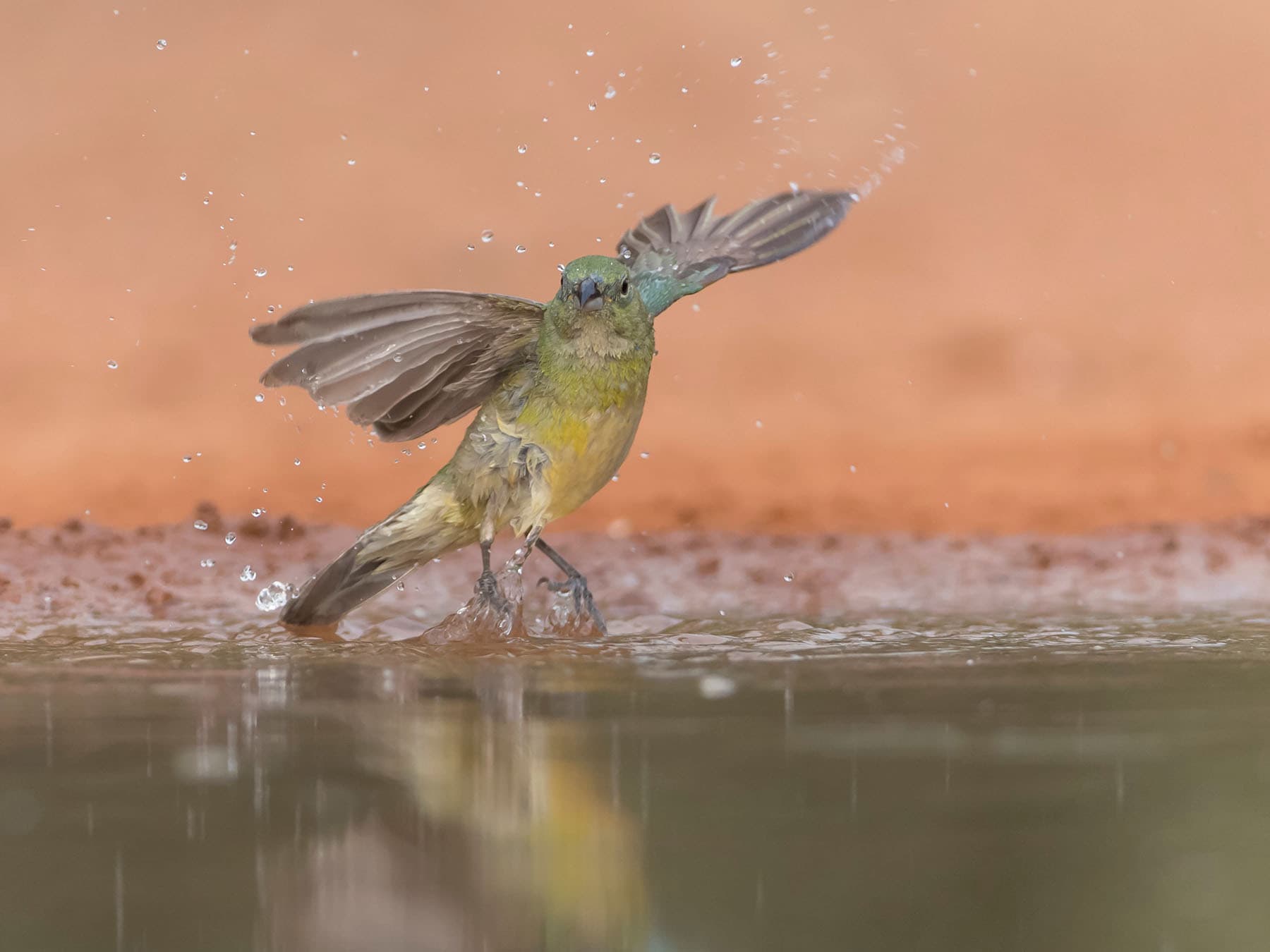Female painted bunting bathing