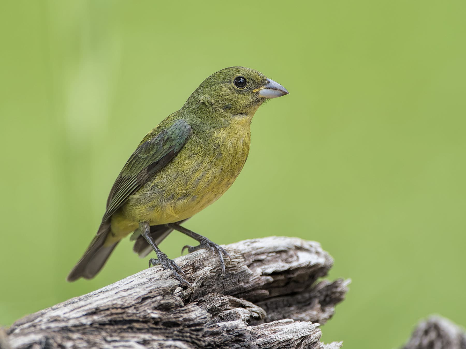 Female painted bunting close