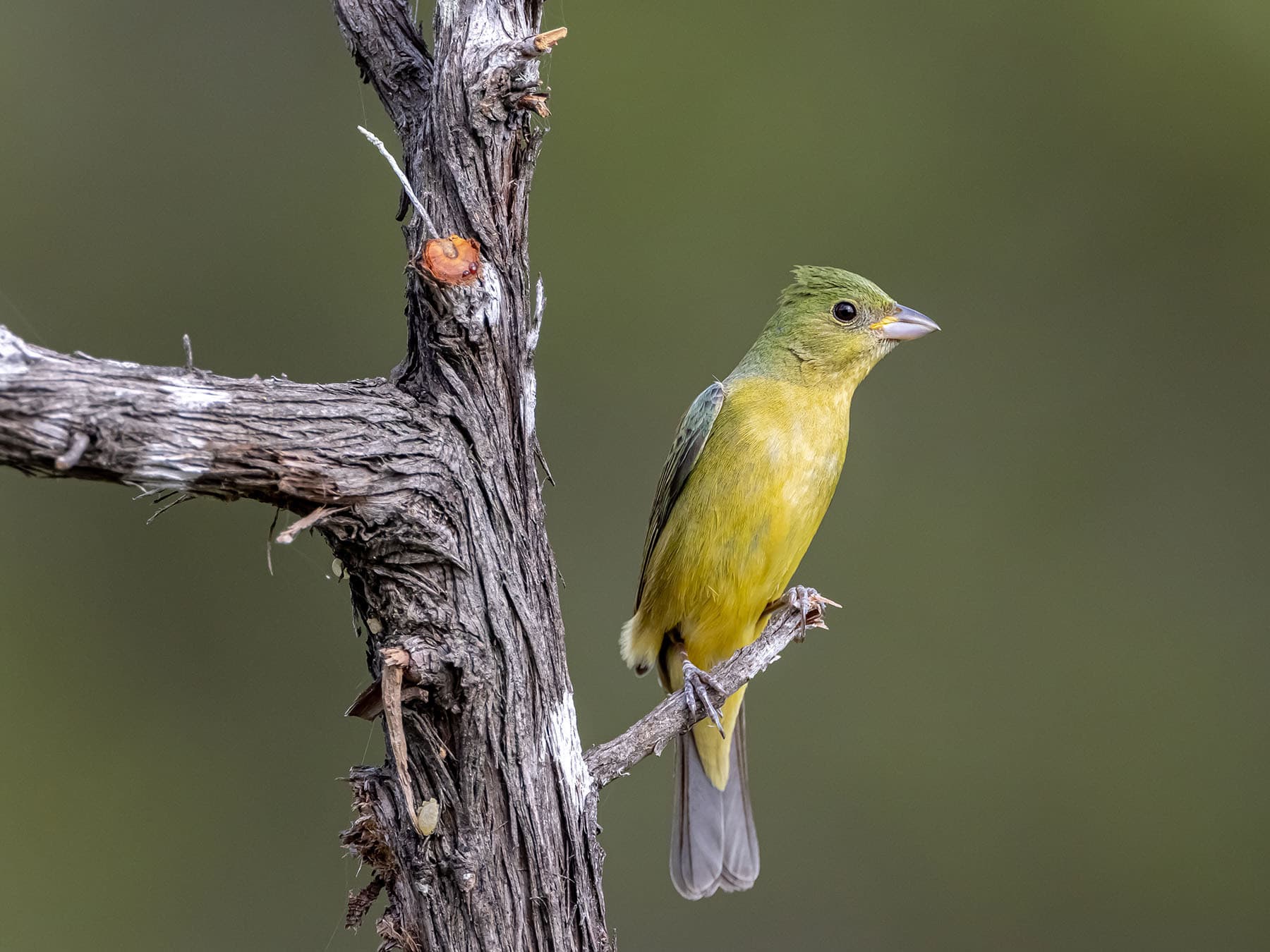 Female painted bunting perched