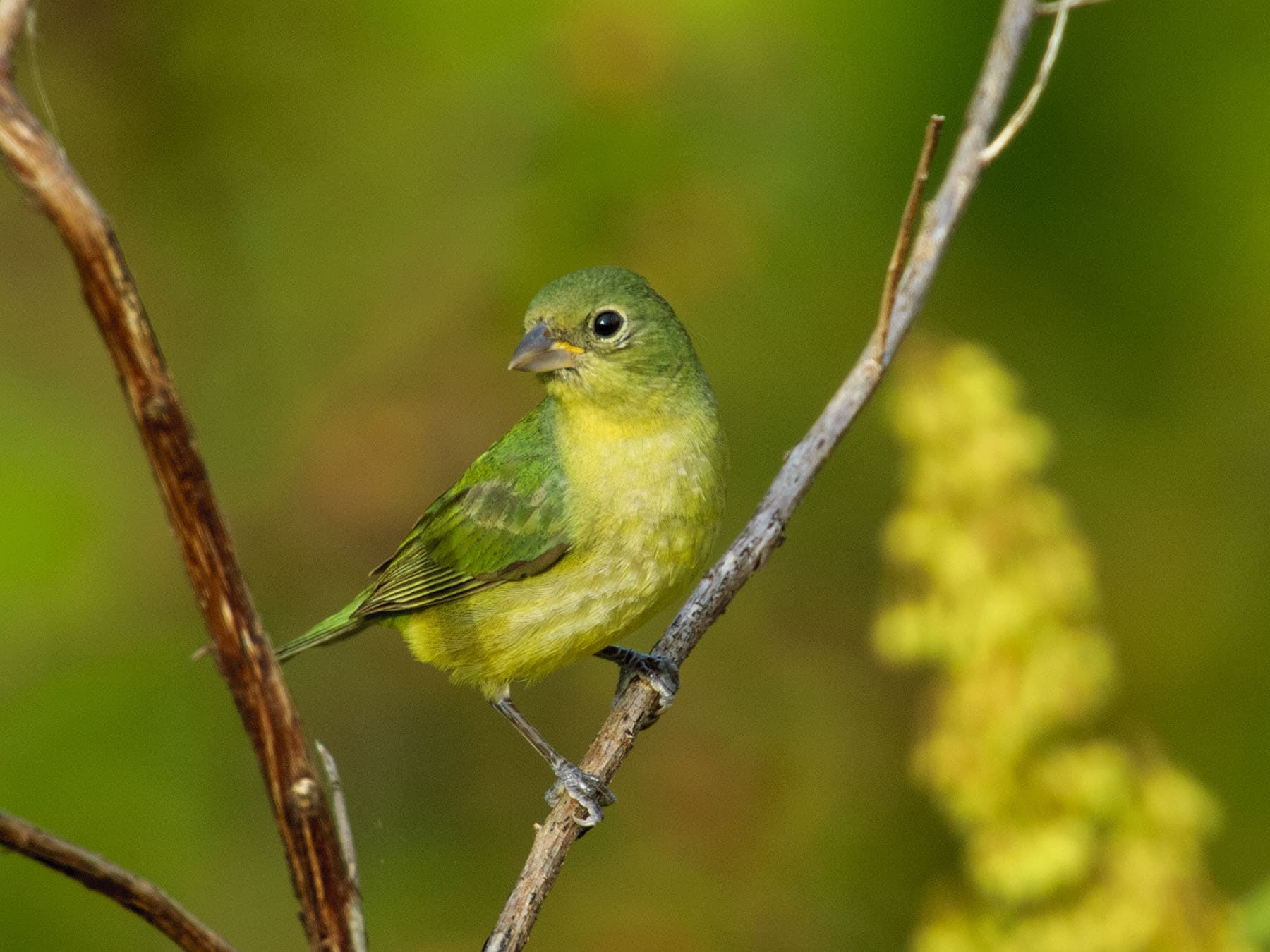 Female Painted Buntings (Male vs Female Identification)