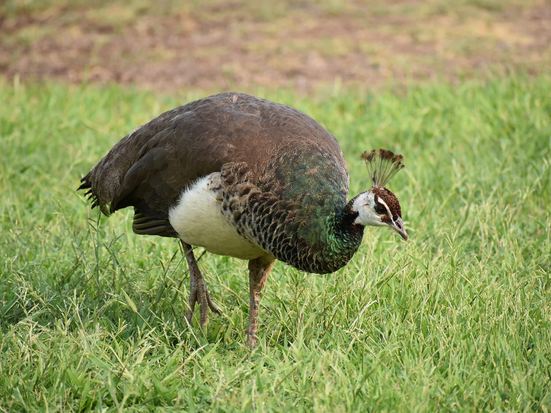 Female peacock foraging