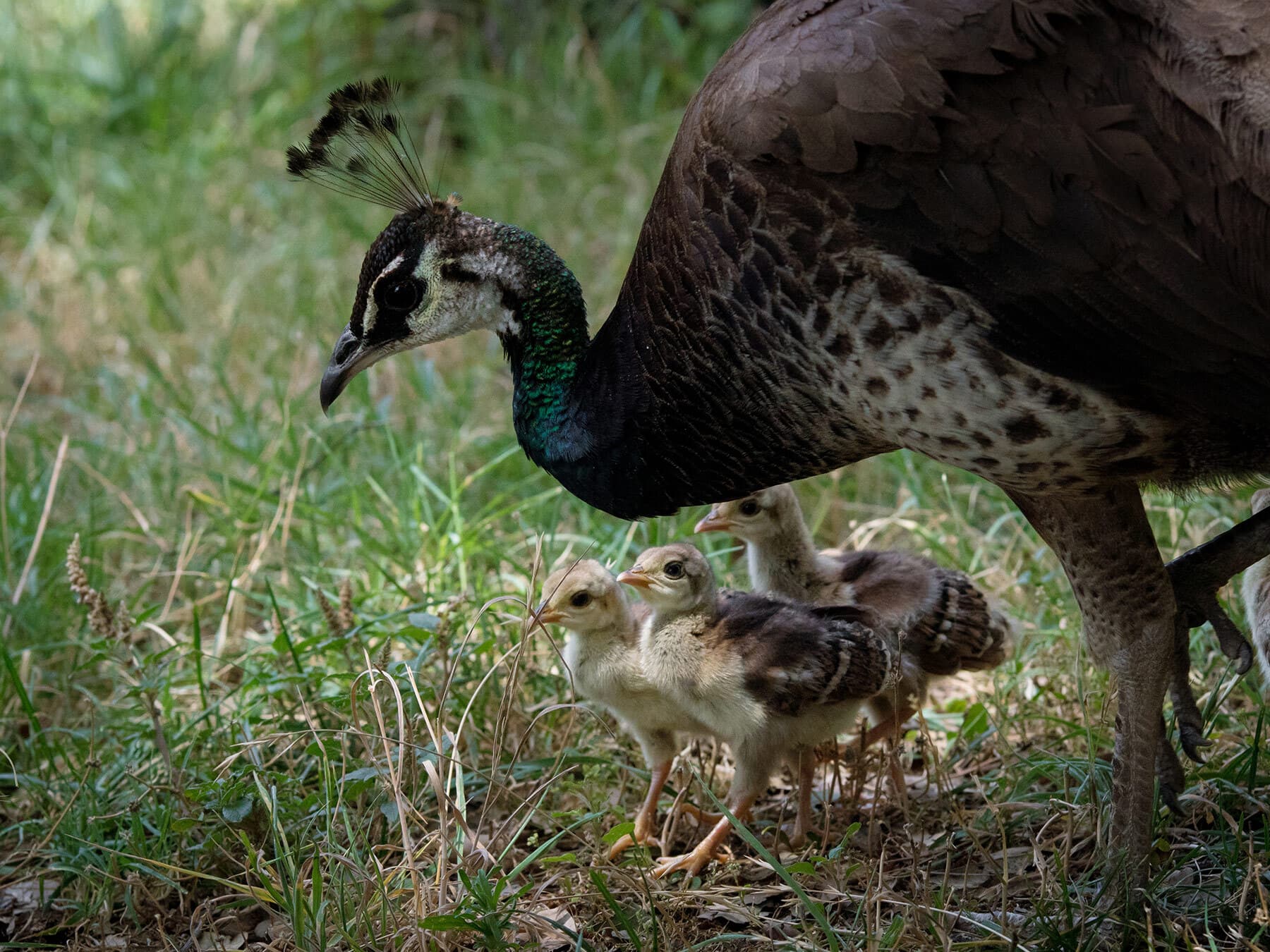Female peacock with chicks