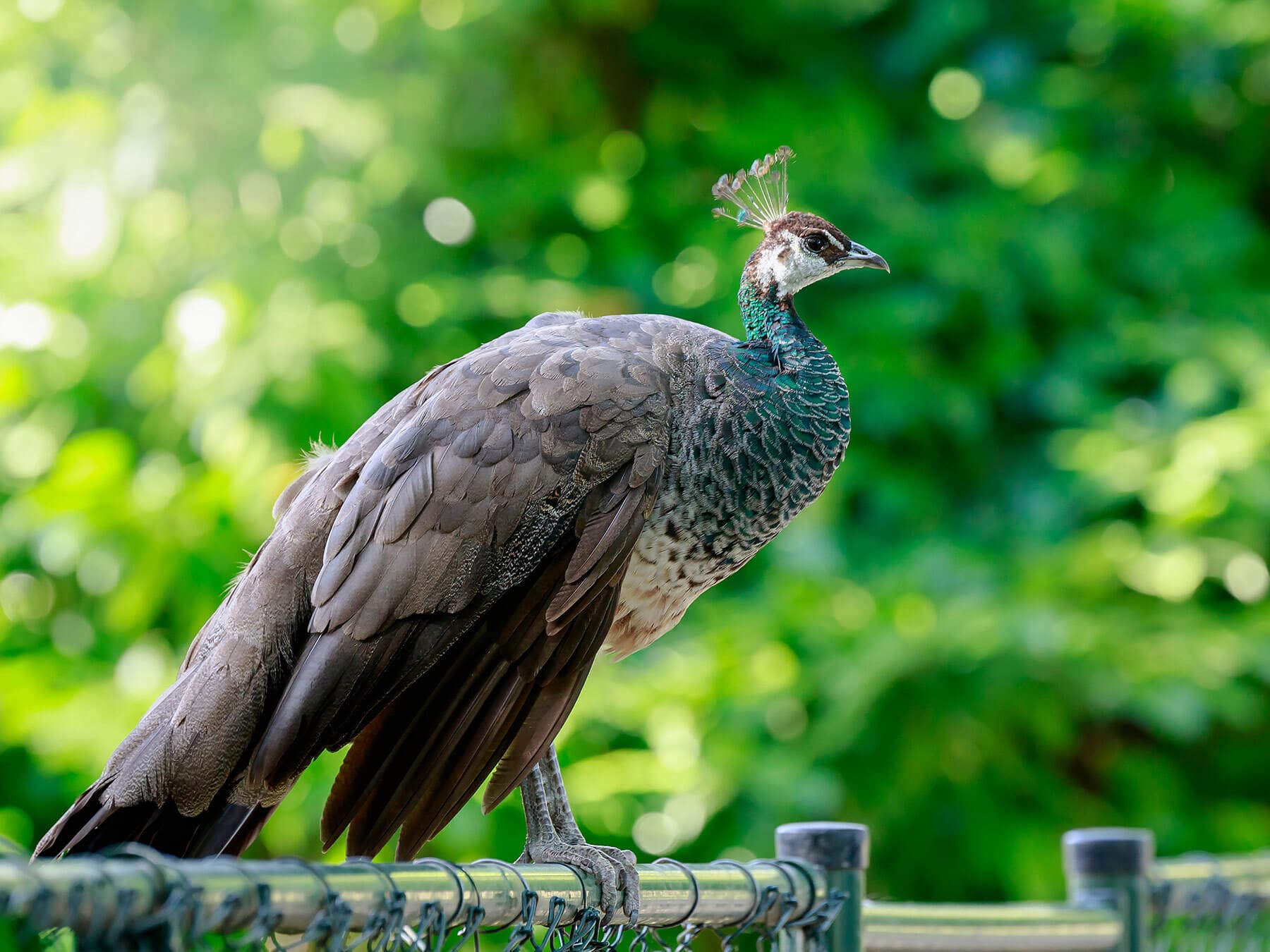 Female Peacocks (Male vs Female: Identification Guide)