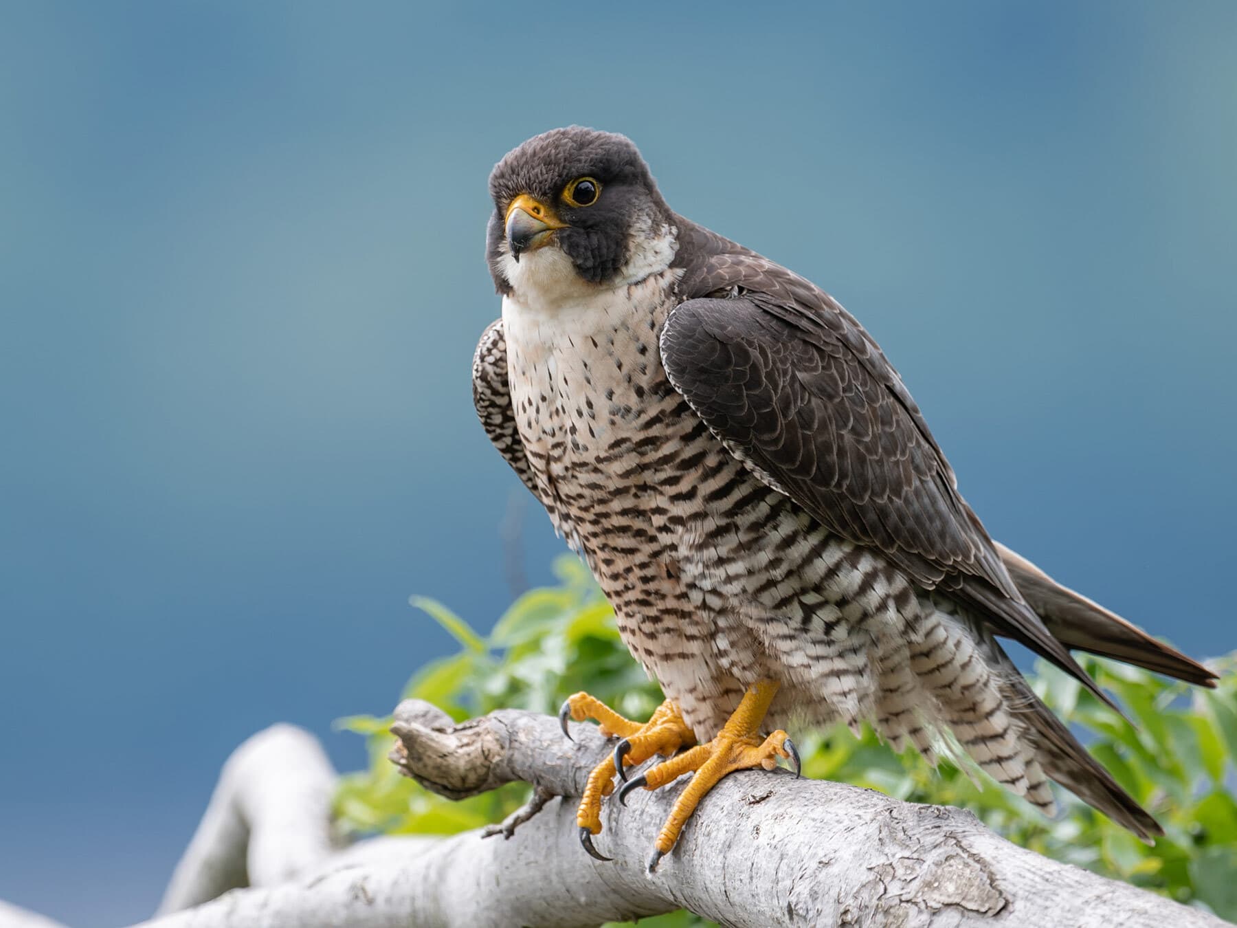 Female peregrine falcon