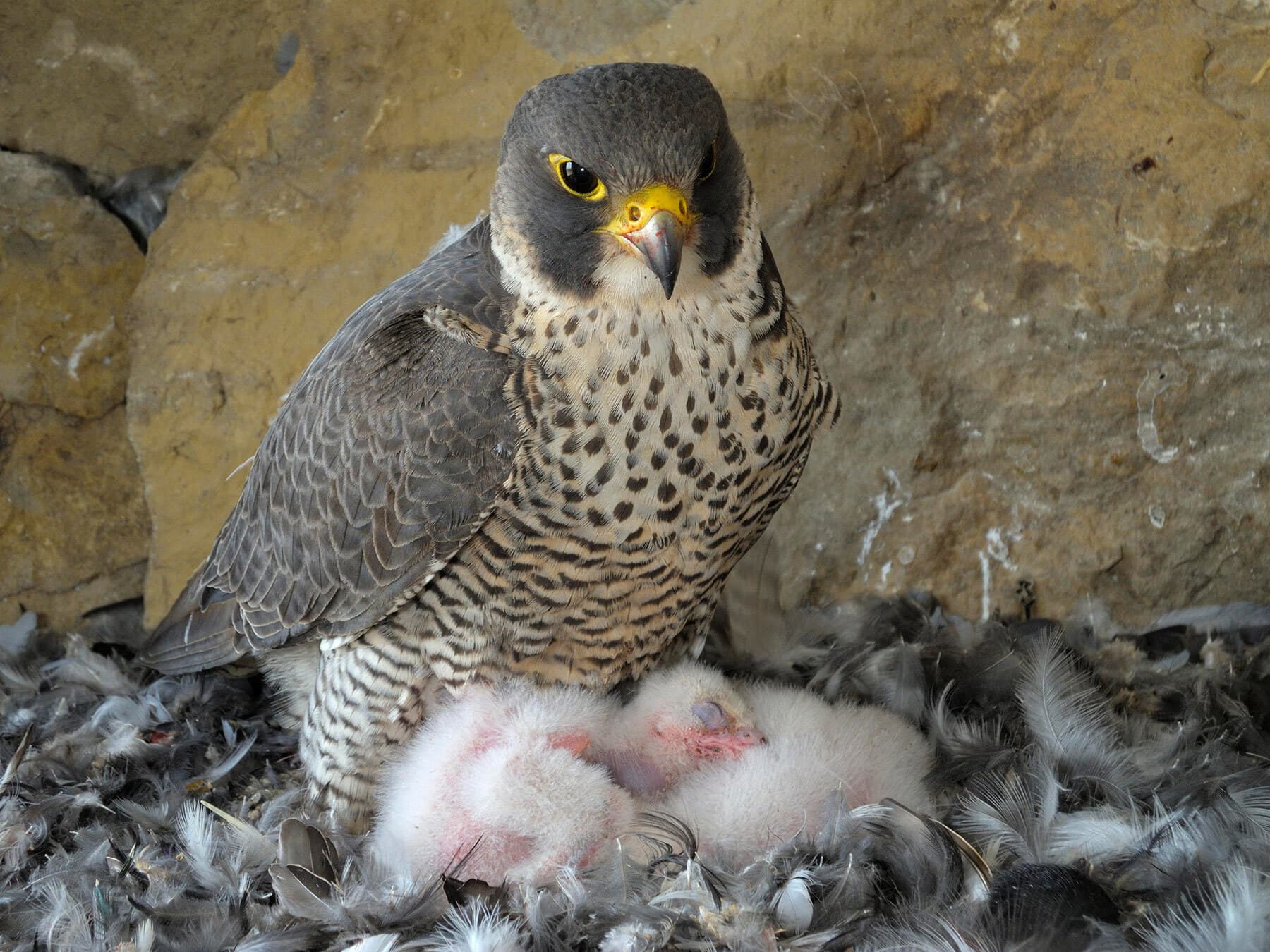 Female peregrine with chicks