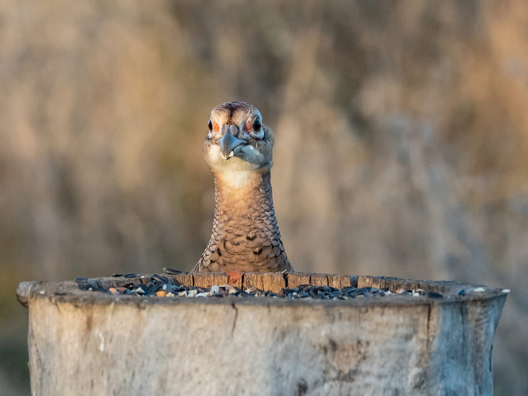 Female pheasant eating bird seeds