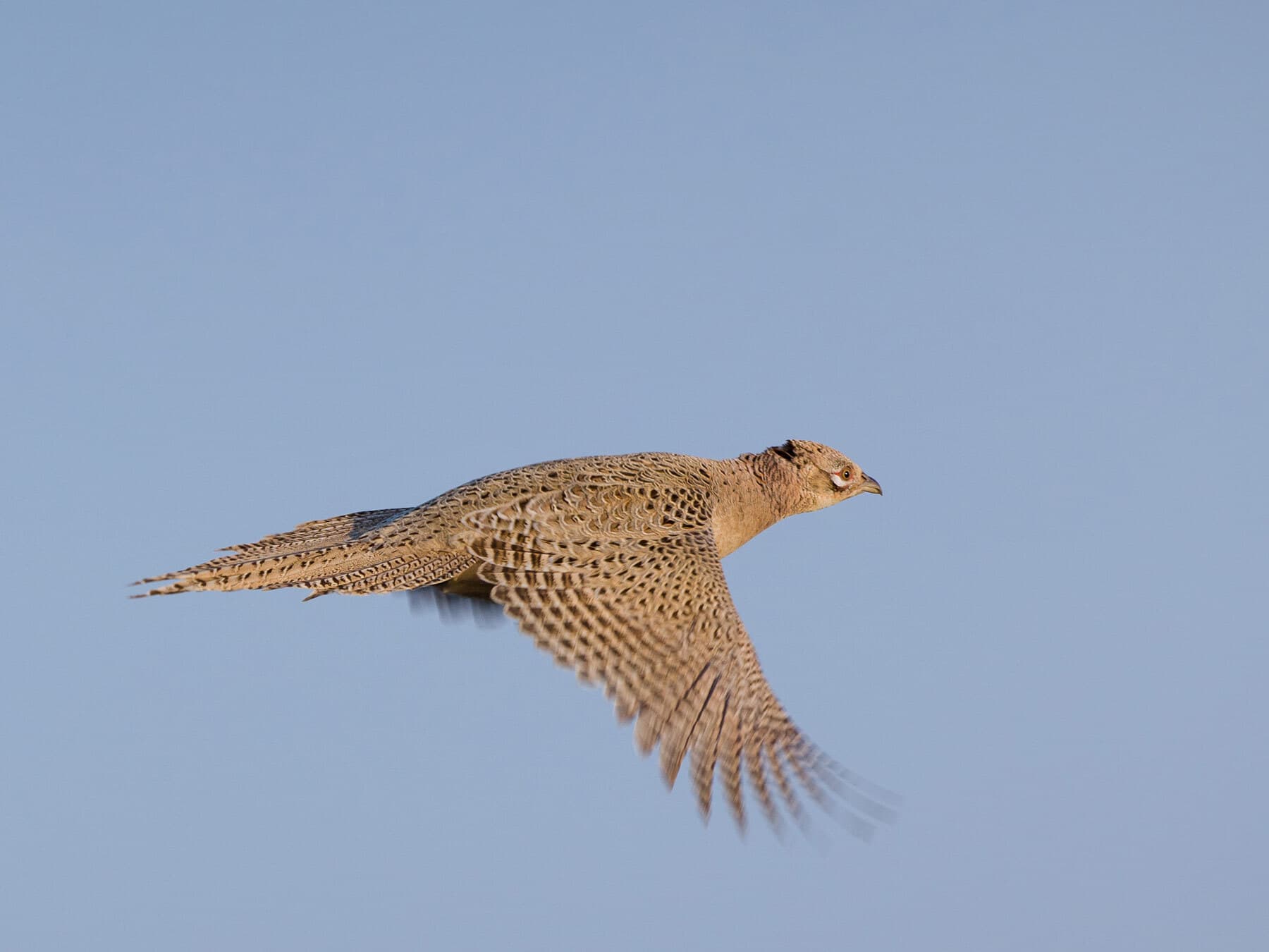 Female pheasant flying