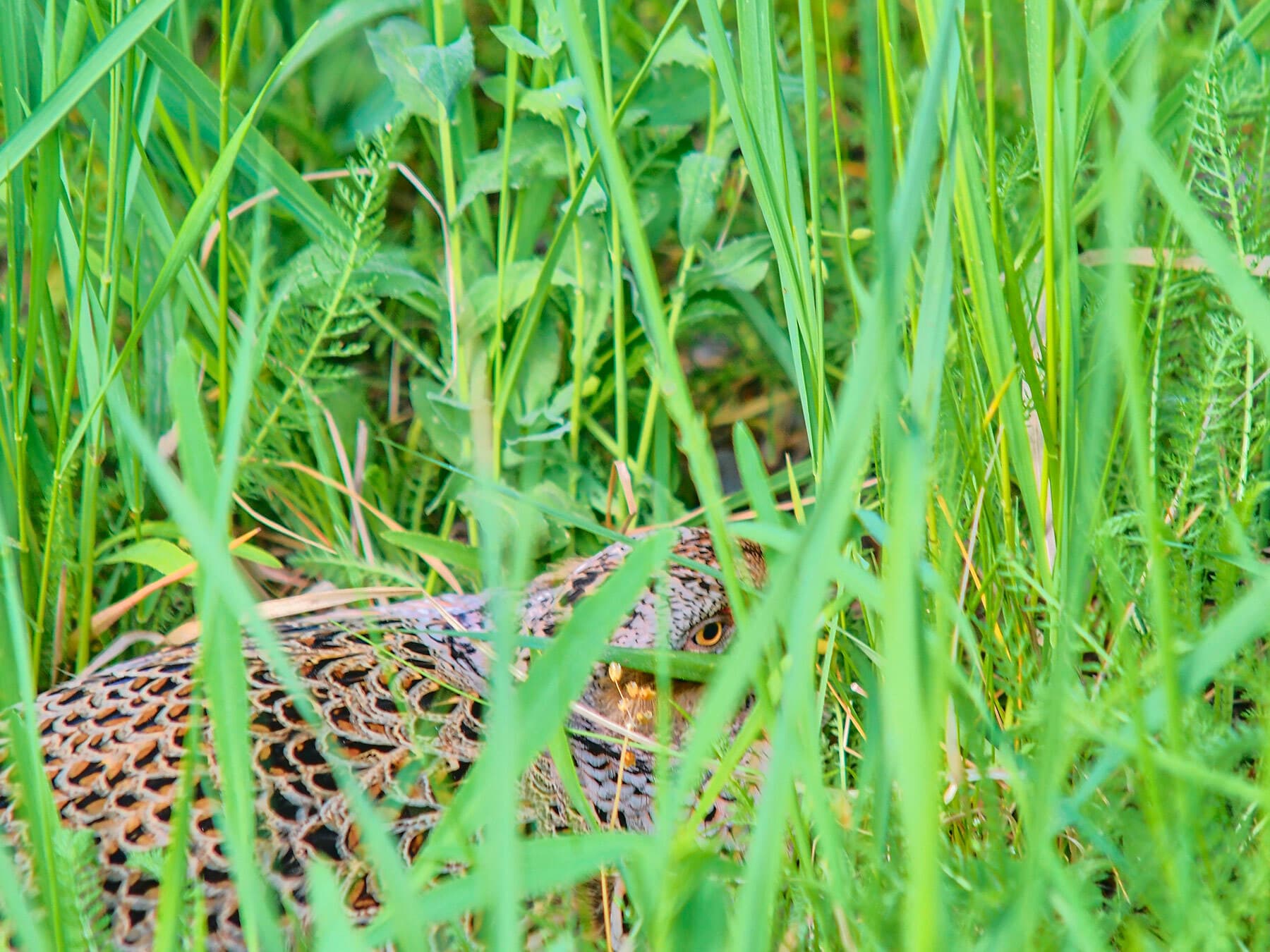 Female pheasant nesting