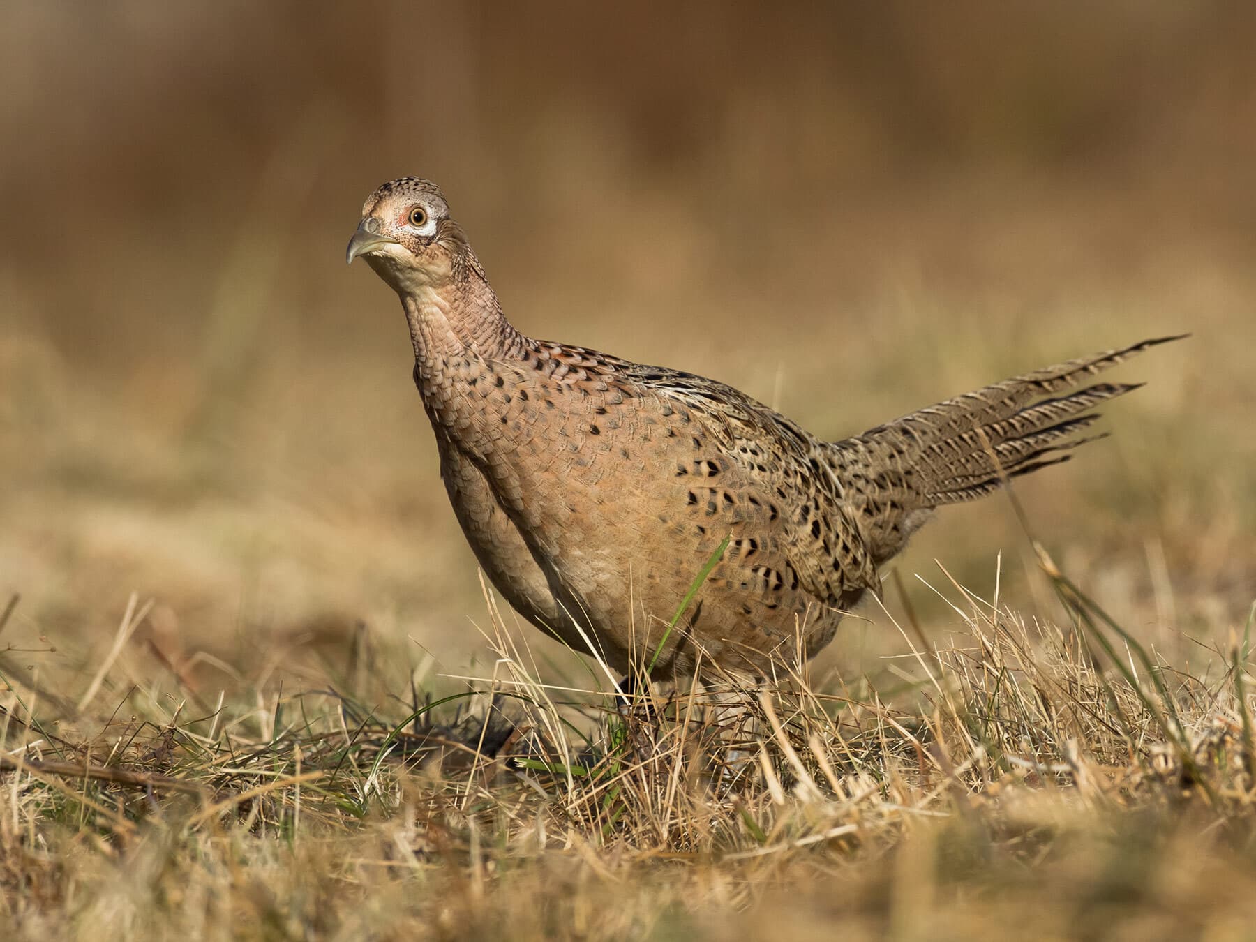 Female pheasant