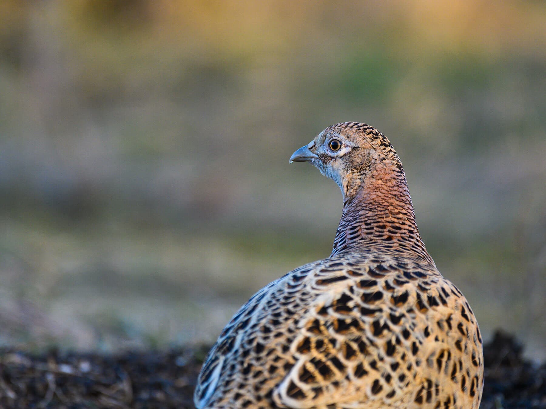 Female Pheasants (Male vs Female: Identification Guide)