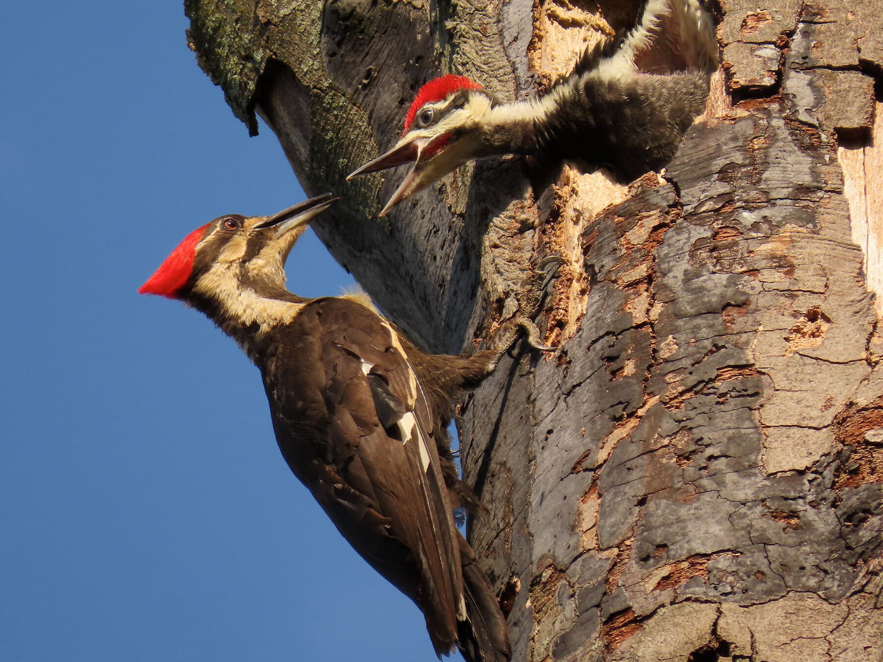 Female pileated woodpecker feeding chick