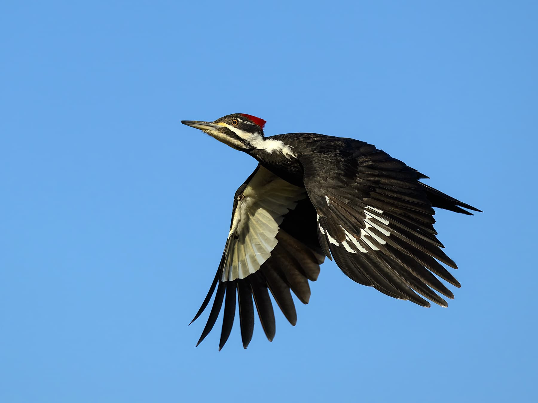 Female Pileated Woodpecker in-flight