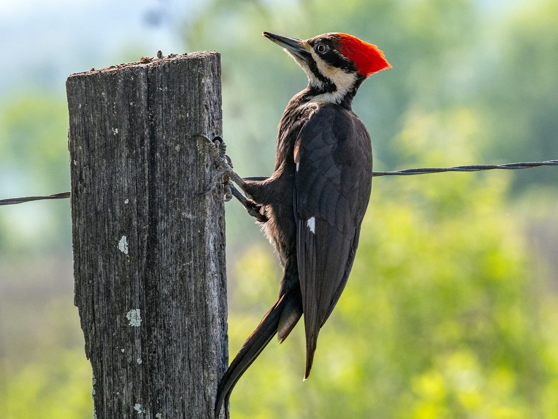 Female Pileated Woodpecker