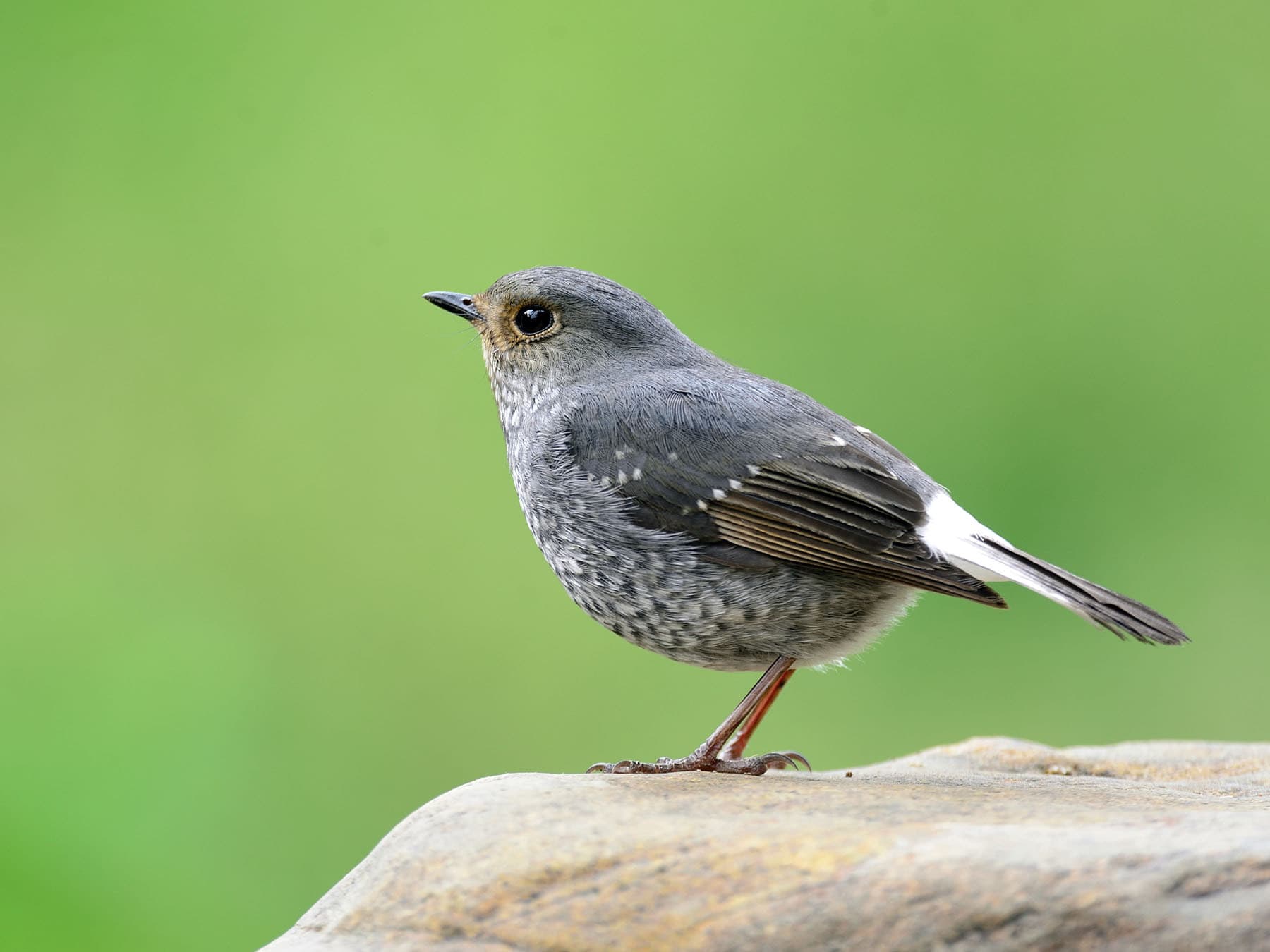 Female Plumbeous Water-redstart