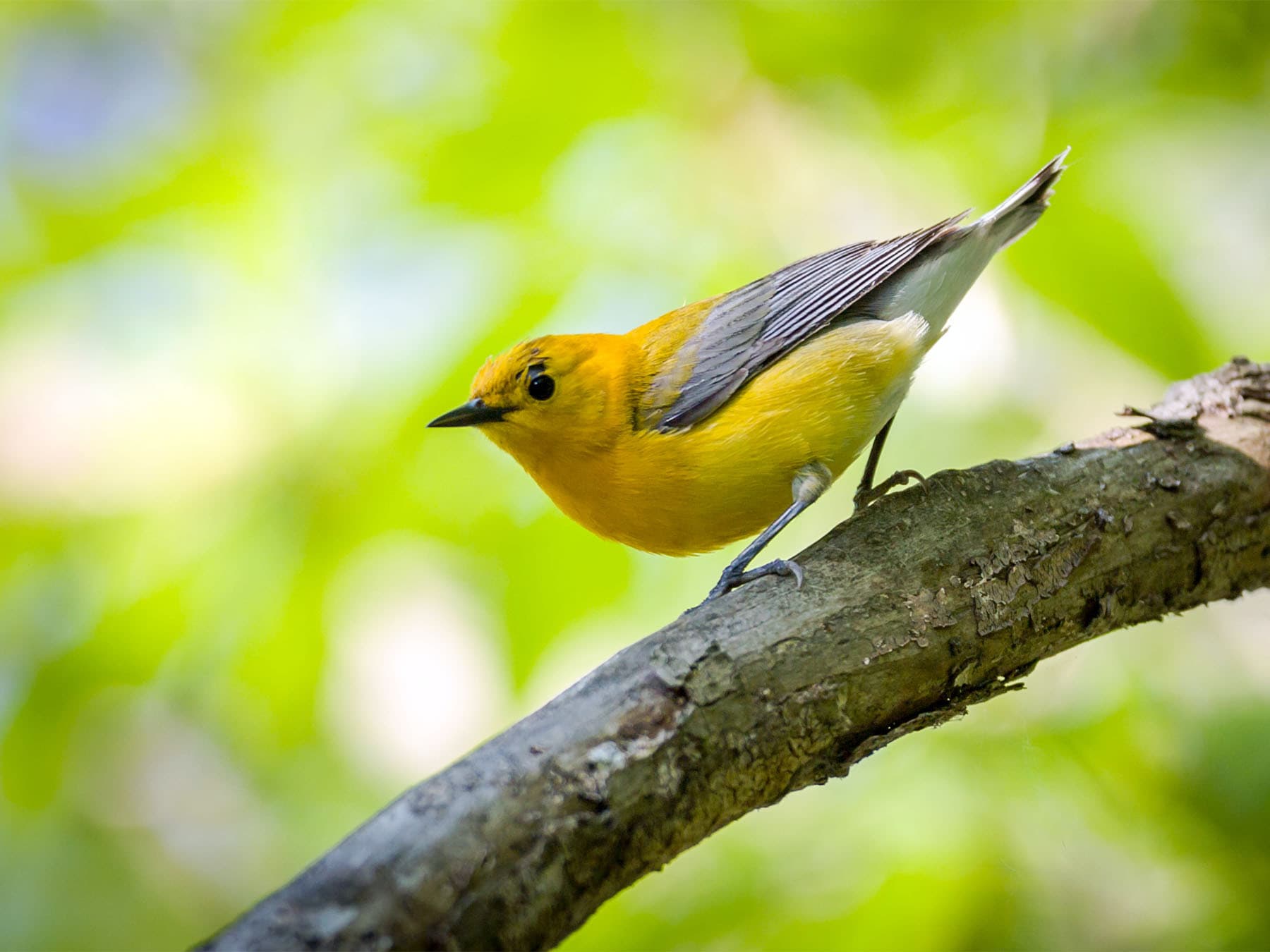 Female Prothonotary Warbler