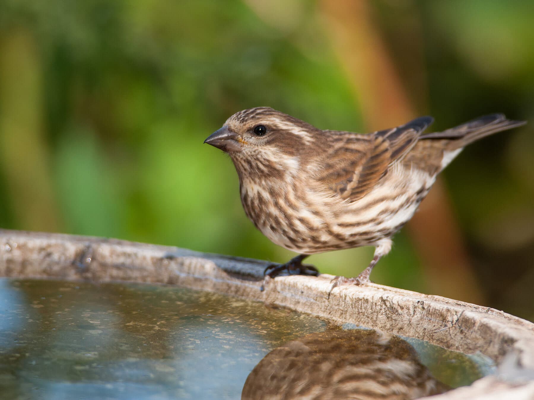 Female purple finch