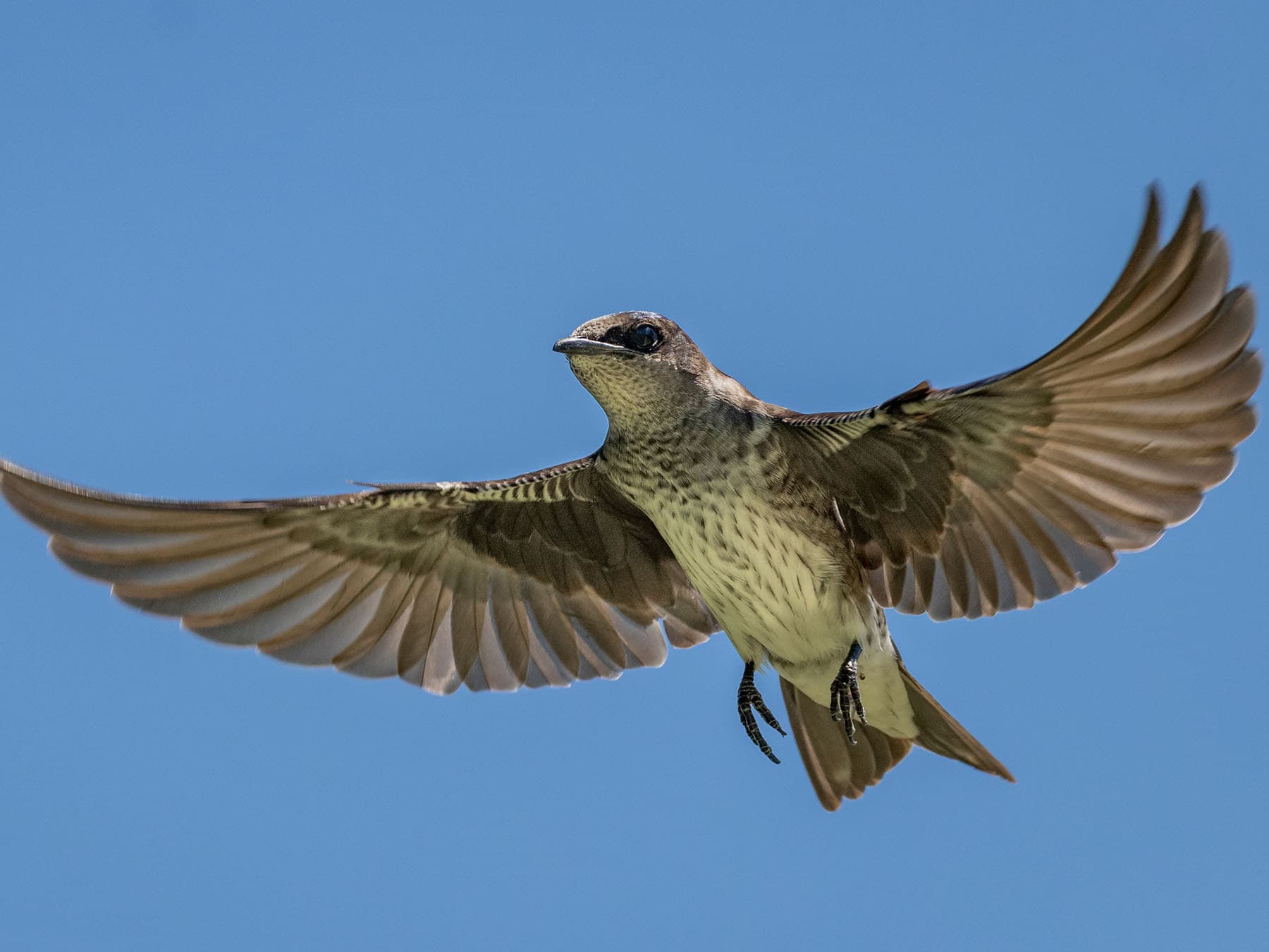 Female purple martin flight