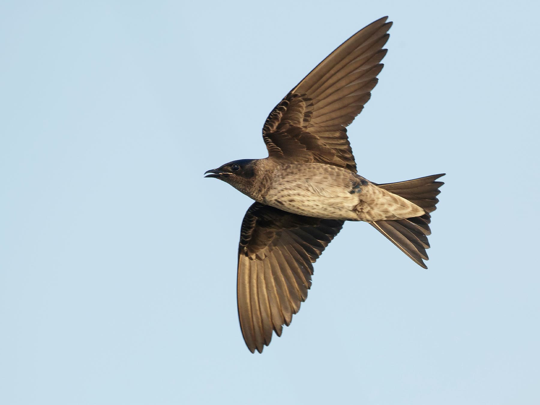 Female Purple Martin in-flight