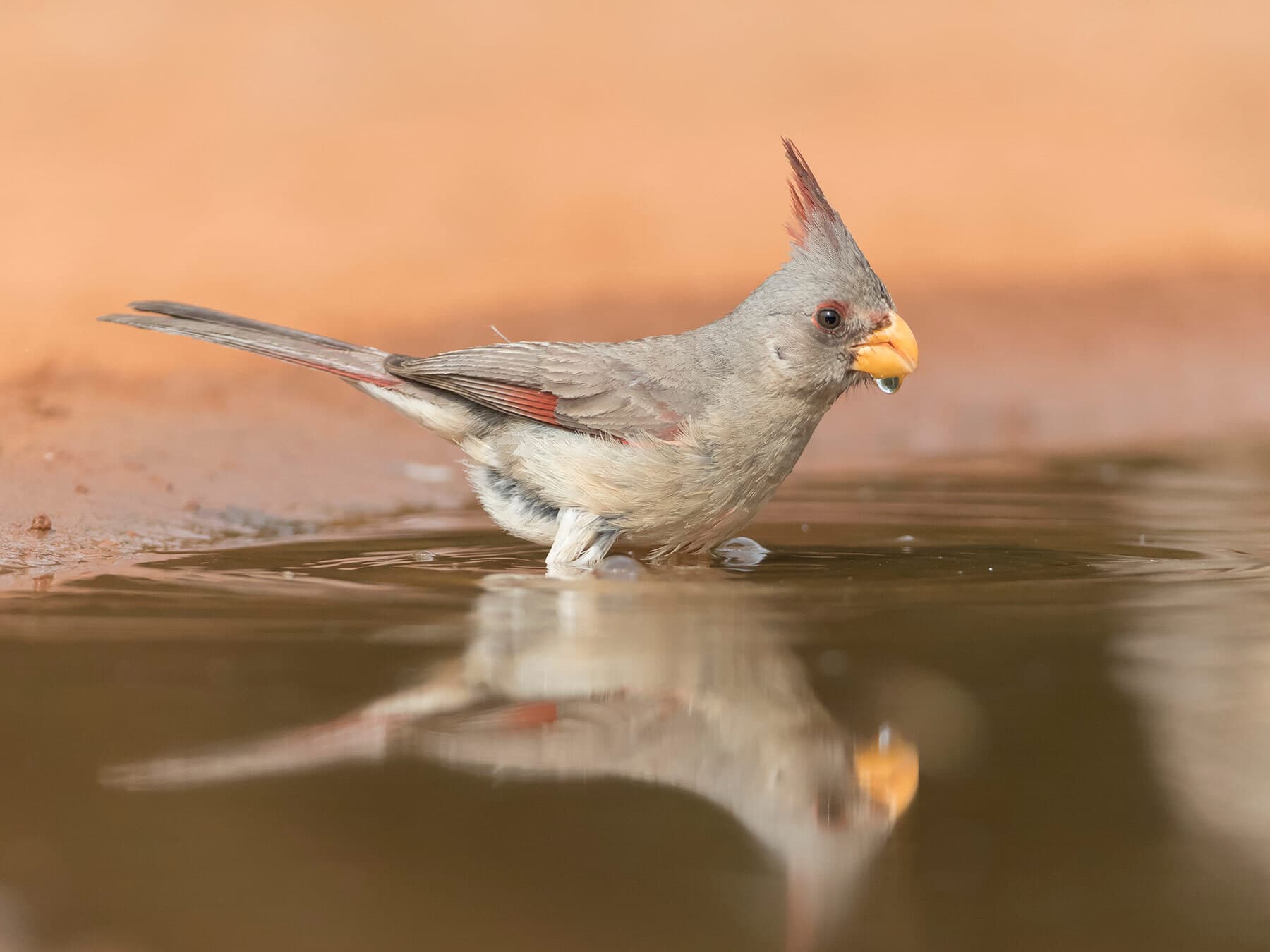 Female pyrrhuloxia