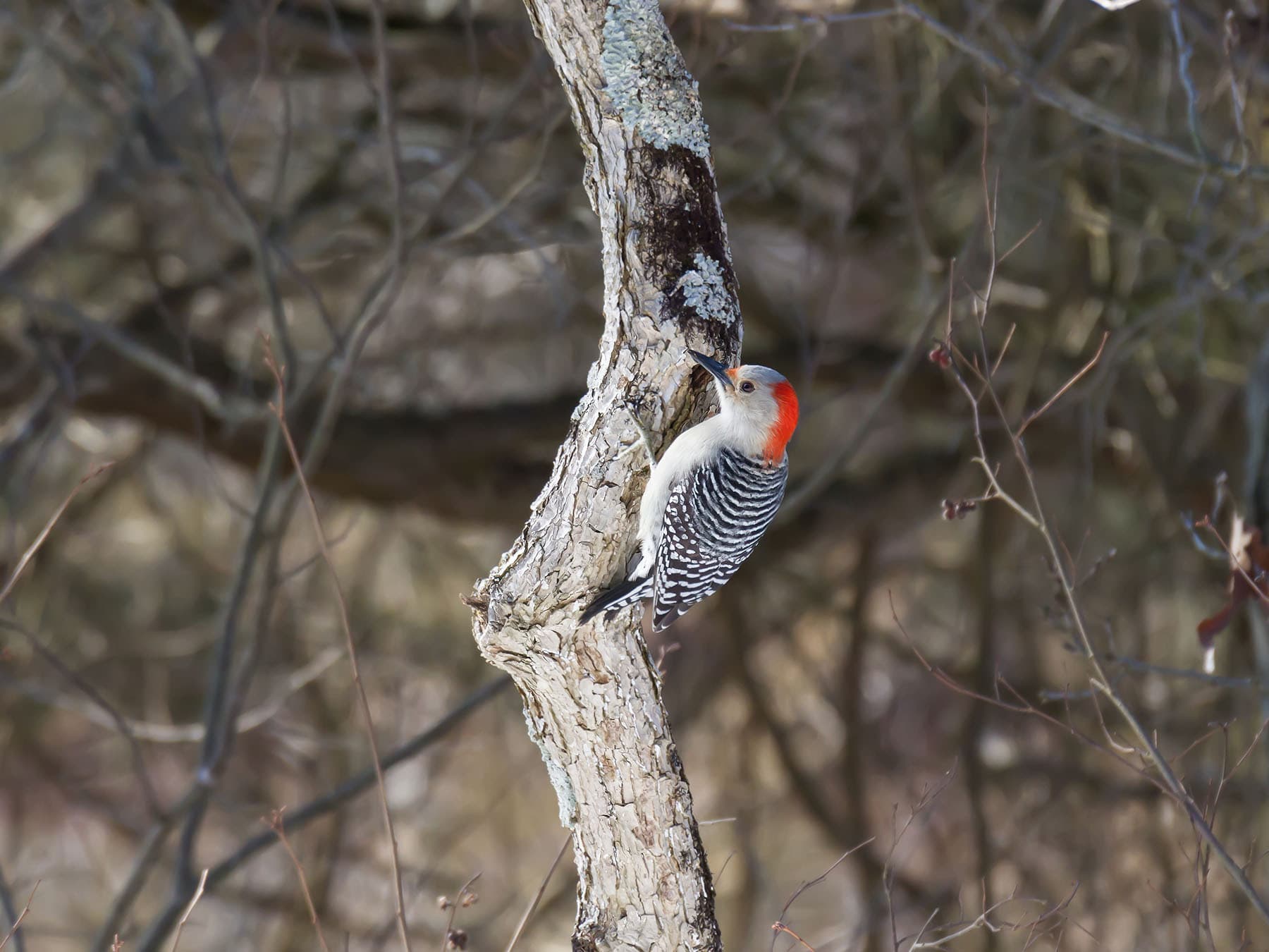 Female red bellied woodpecker 2
