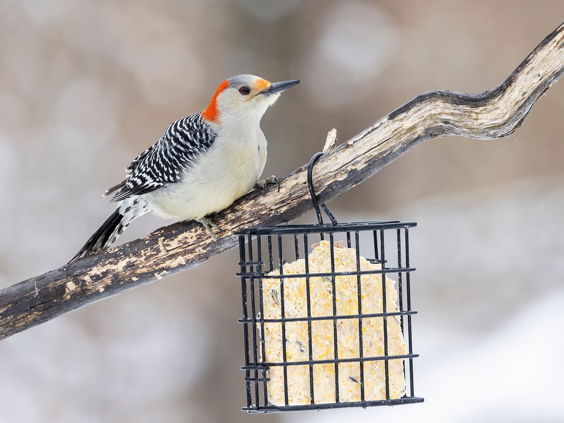 Female red bellied woodpecker at feeder