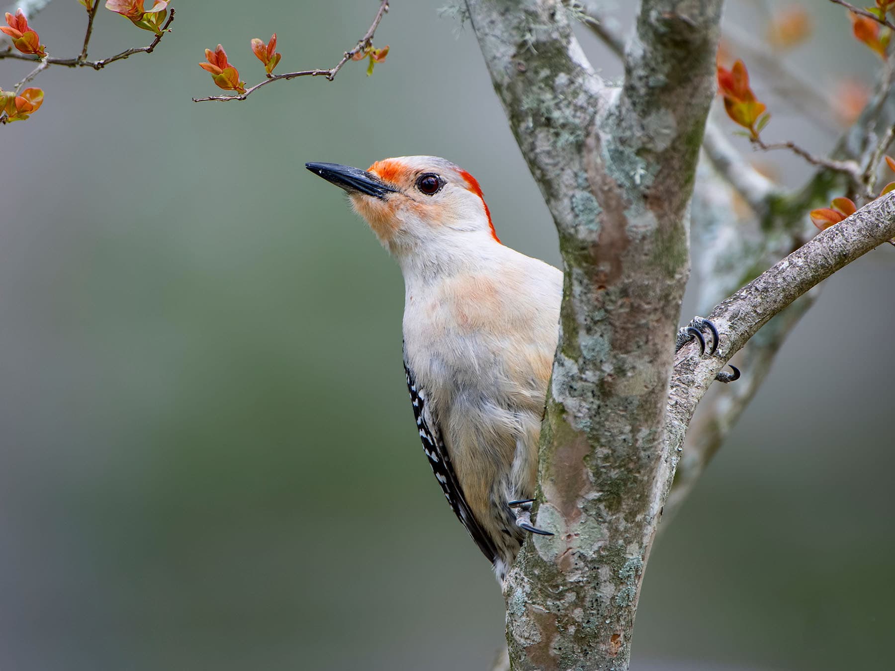Female red bellied woodpecker close 1