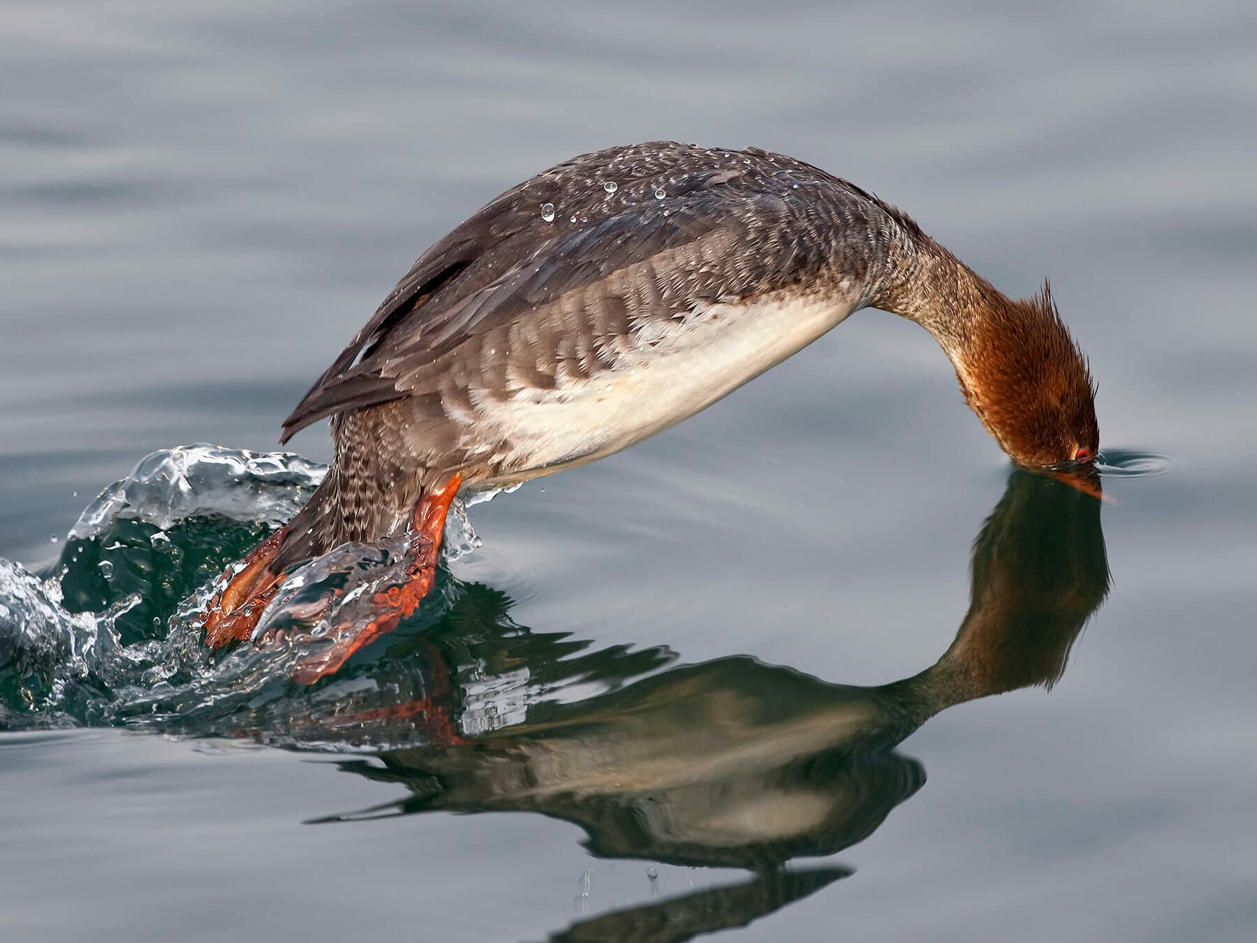 Female red brested merganser diving