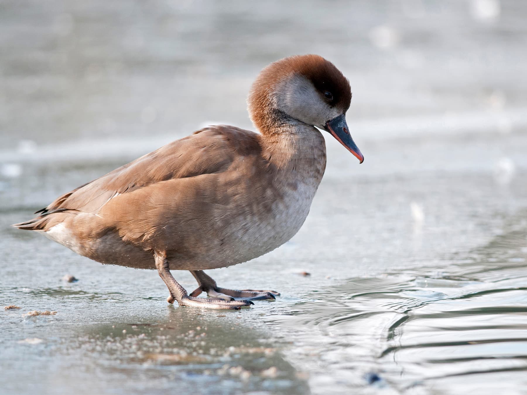 Female Red-Crested Pochard