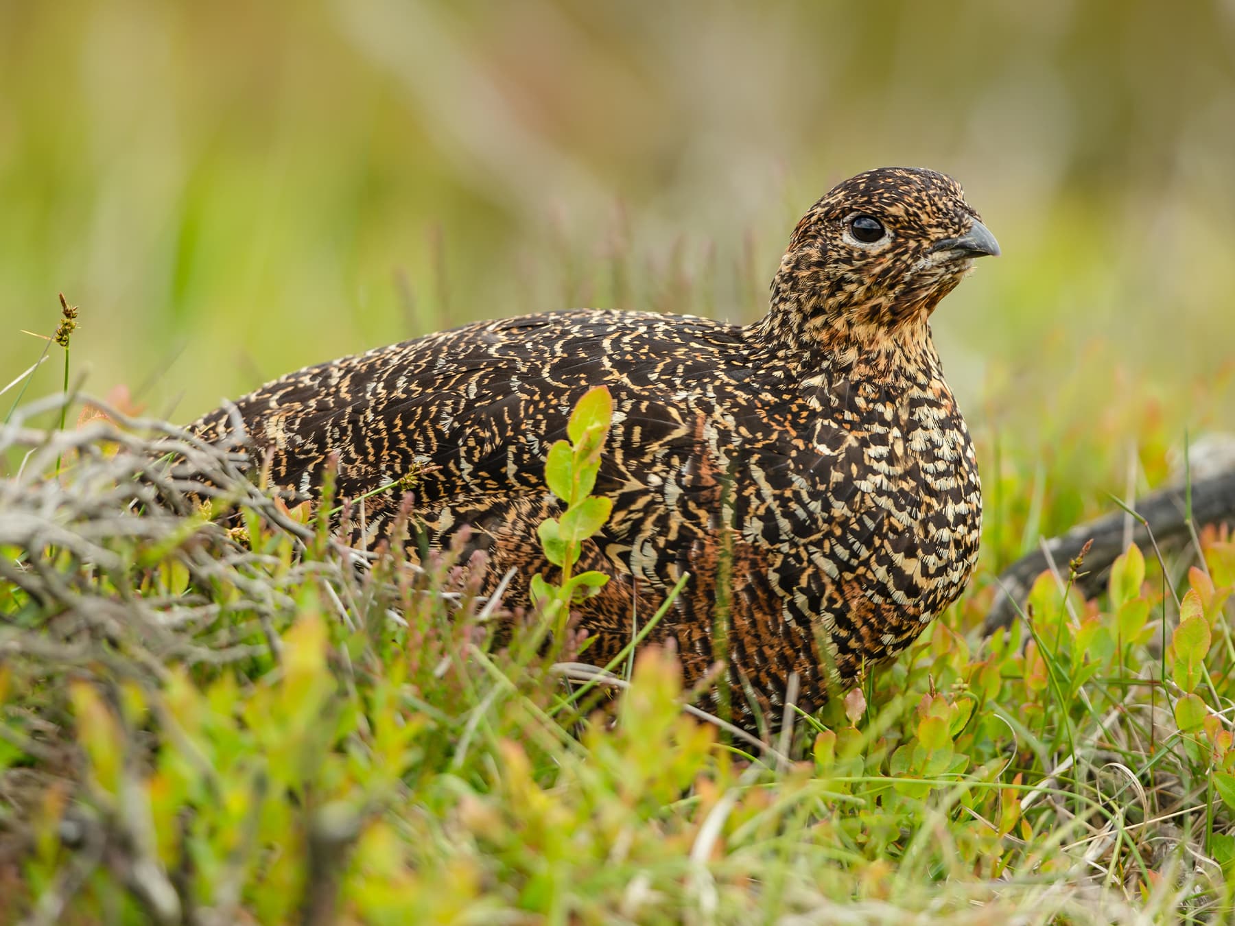 Red Grouse hen nesting in moorland