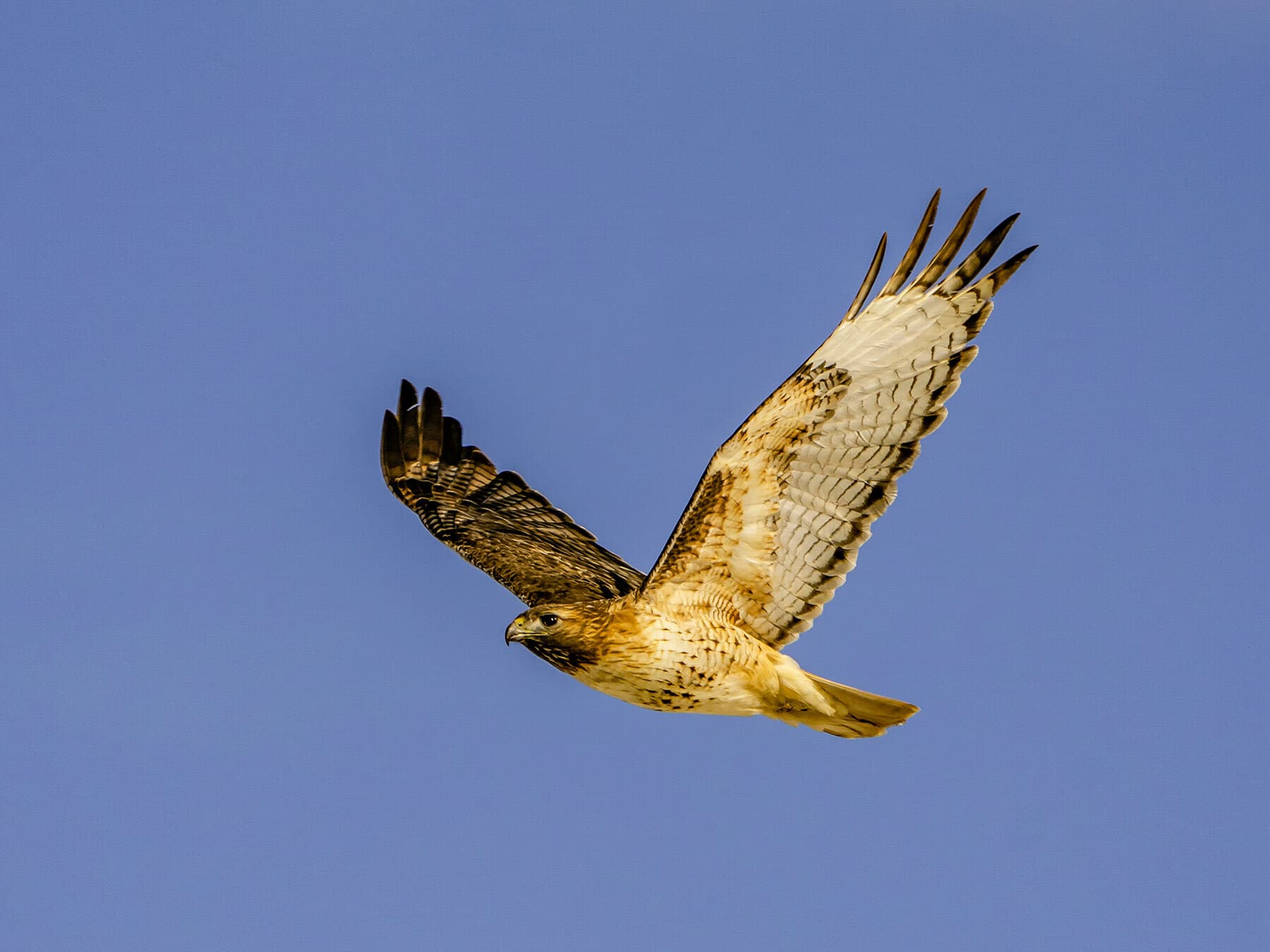 Female red tailed hawk