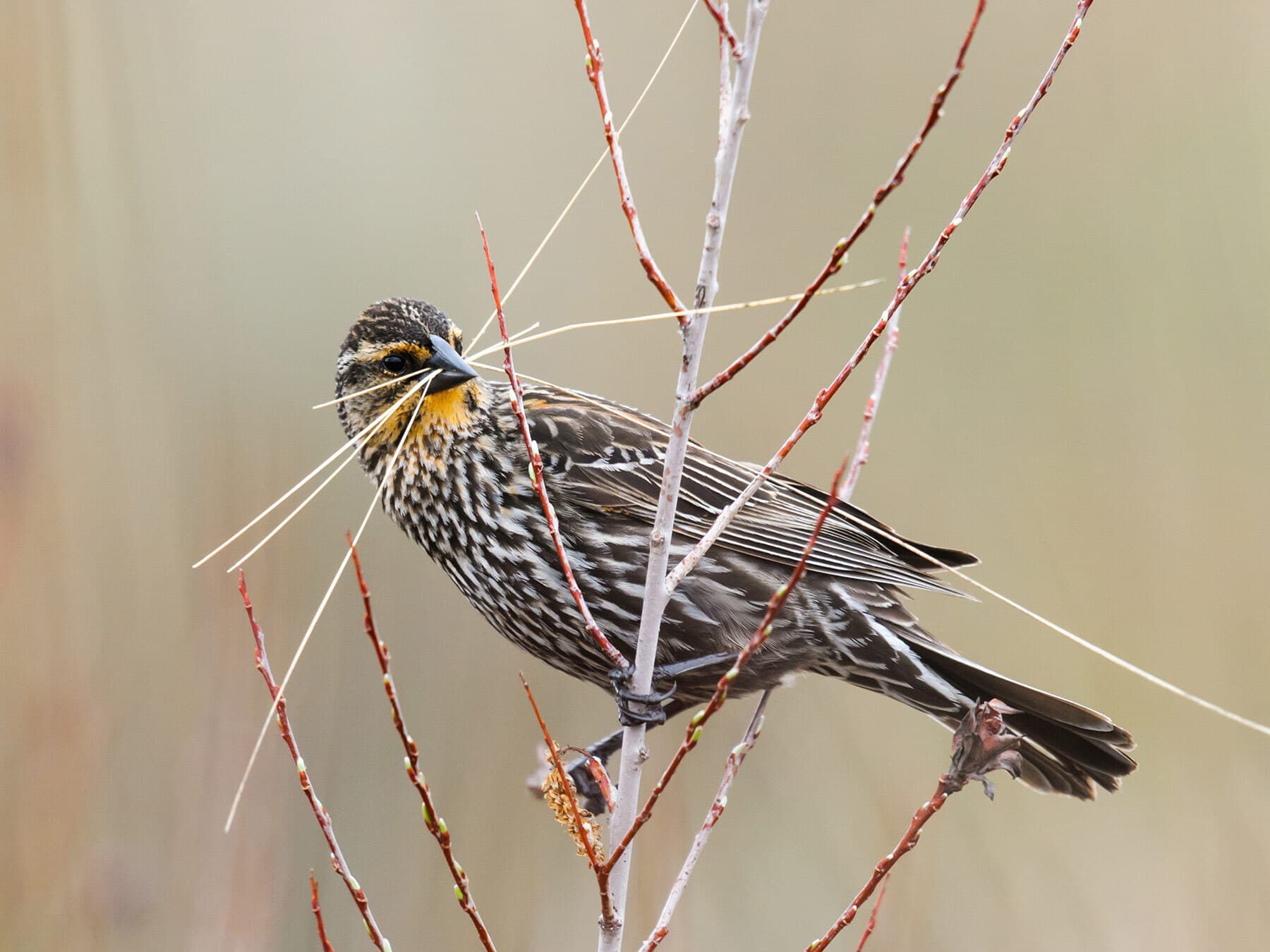 Female red winged blackbird building nest