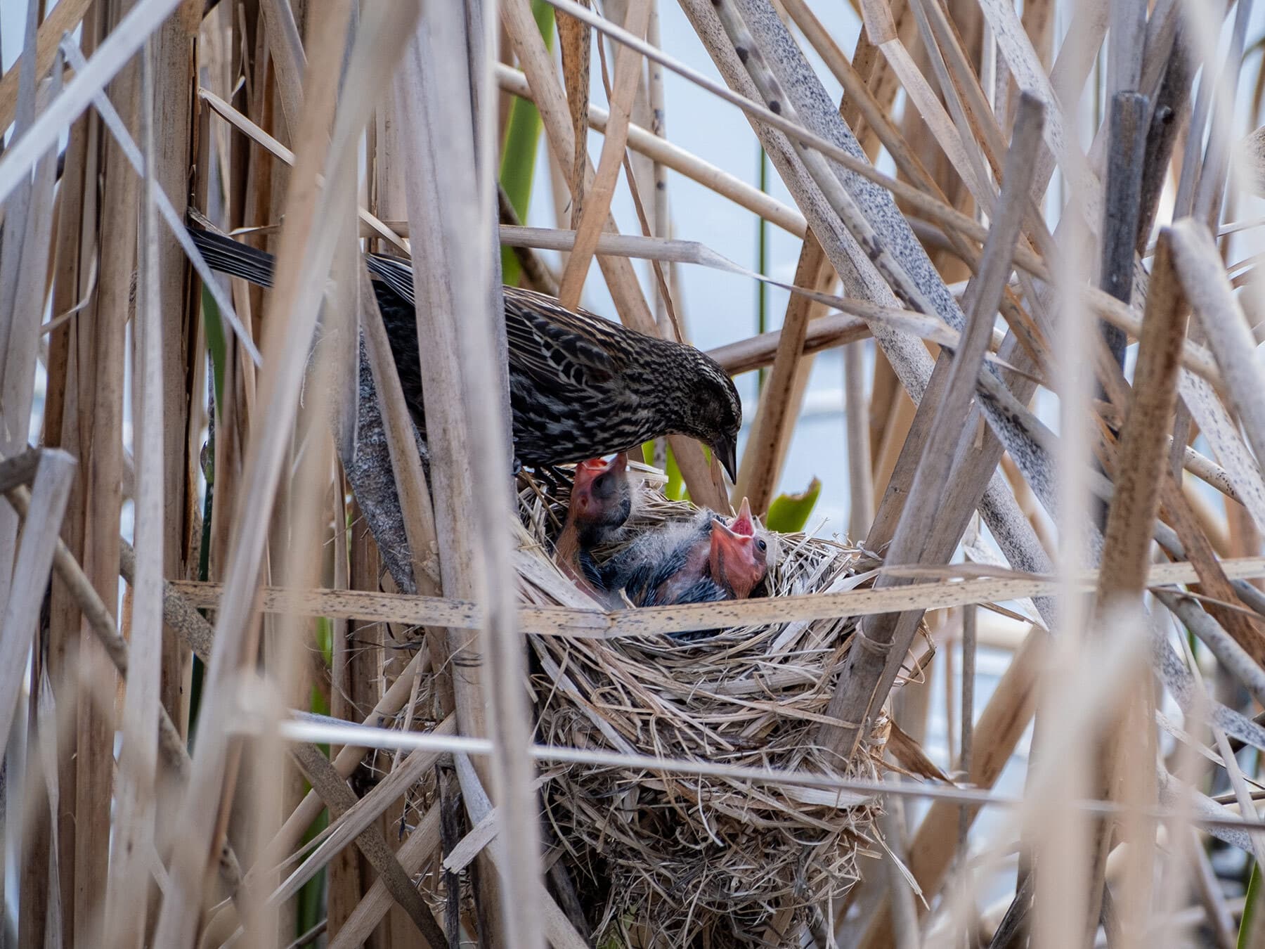 Female red winged blackbird feeding chicks