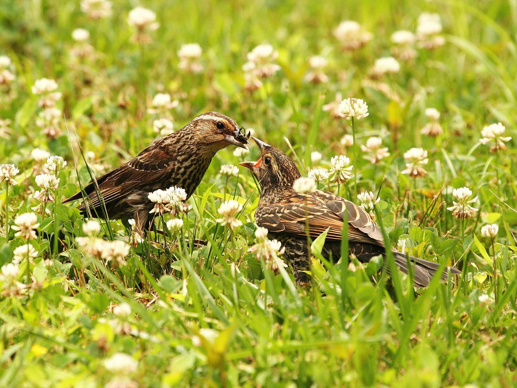 Female red winged blackbird feeding fledgling